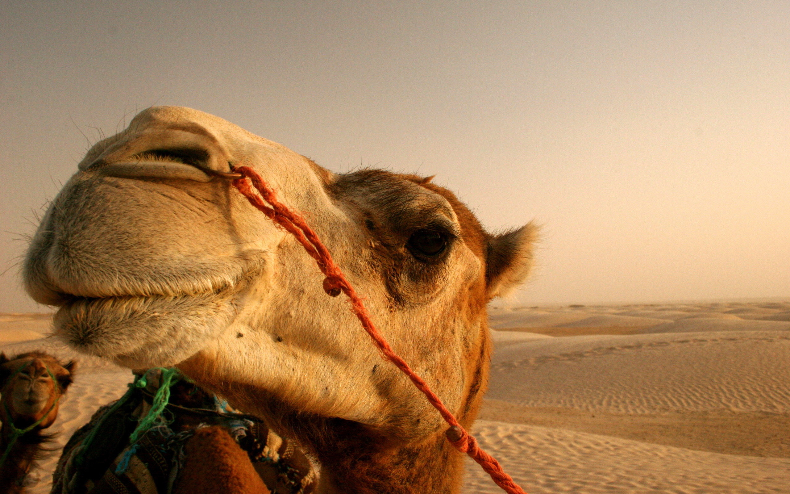 Camel wallpapers, High definition, 2560x1600 HD Desktop