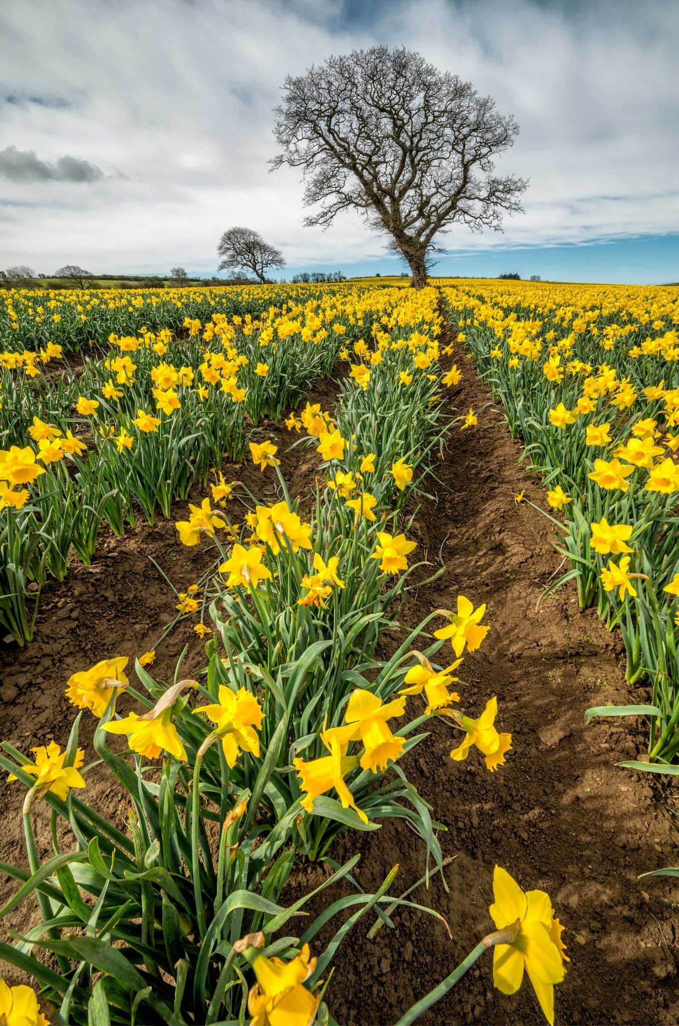 Daffodil Field, Daffodils Wallpaper, 1360x2050 HD Phone