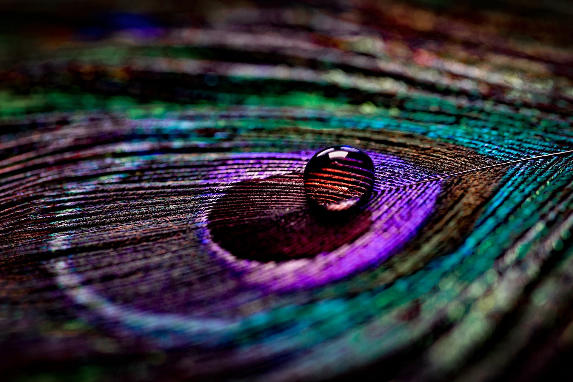 Macro peacock feather, Water droplet on feather, Iridescent feather eyespot, HD Desktop wallpaper