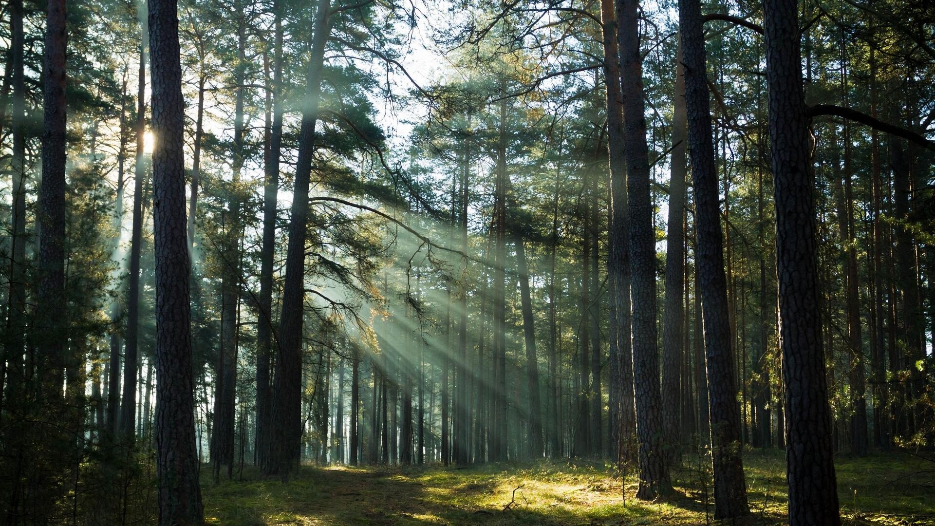 sunlight streaming through pines, tall pine forest canopy, mossy woodland floor, Full HD Desktop wallpaper