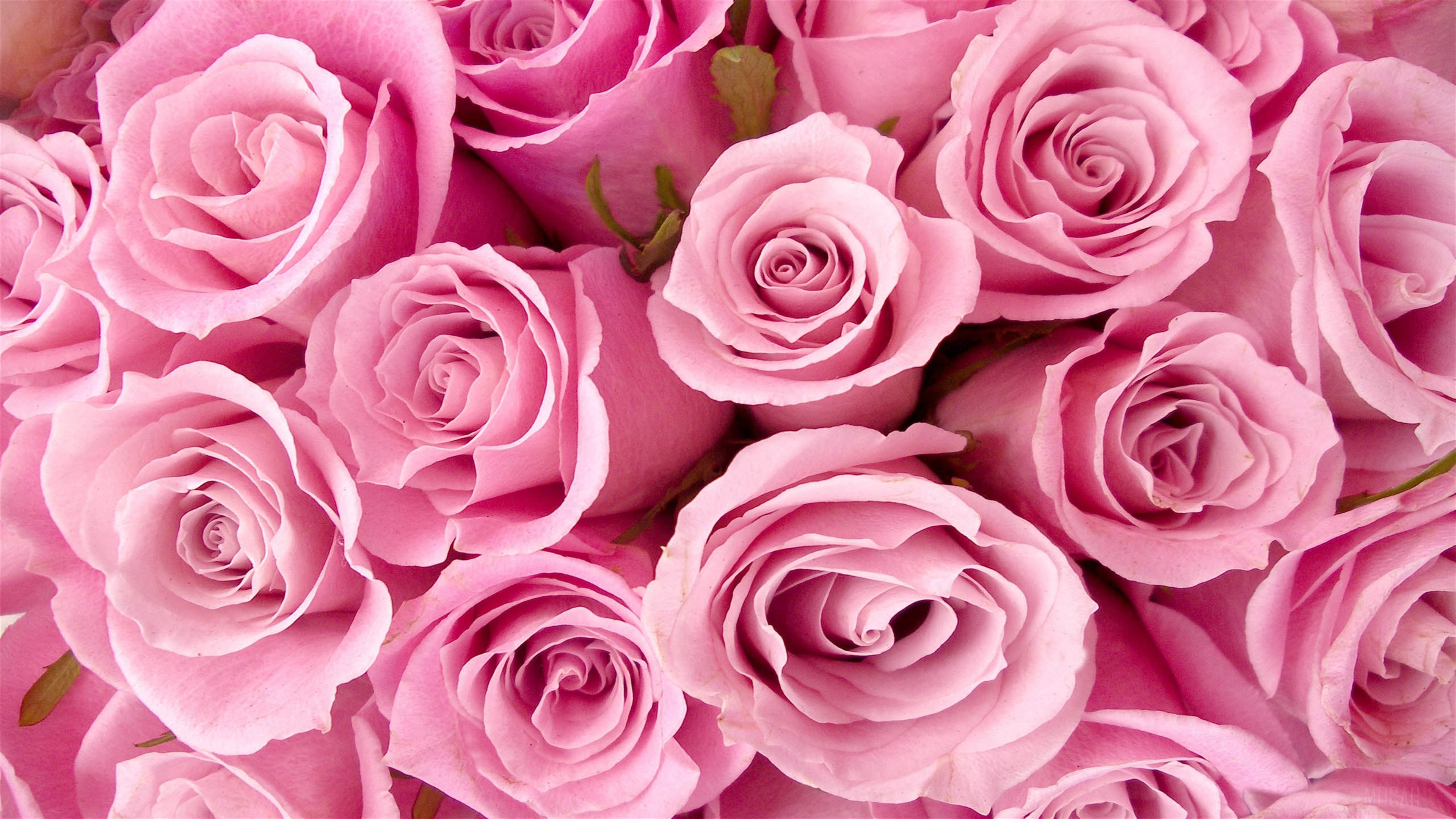 Roses, Cute Pink Wallpaper, 3840x2160 4K Desktop