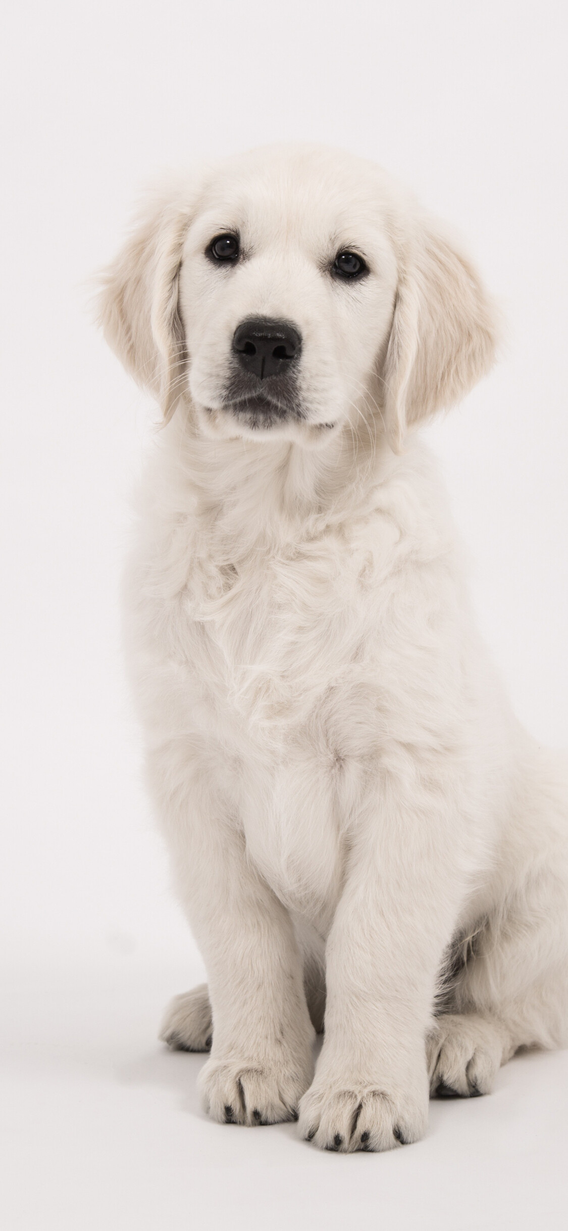 Staring cute animal, Golden Retriever, Mesmerizing gaze, Irresistible charm, 1130x2440 HD Phone