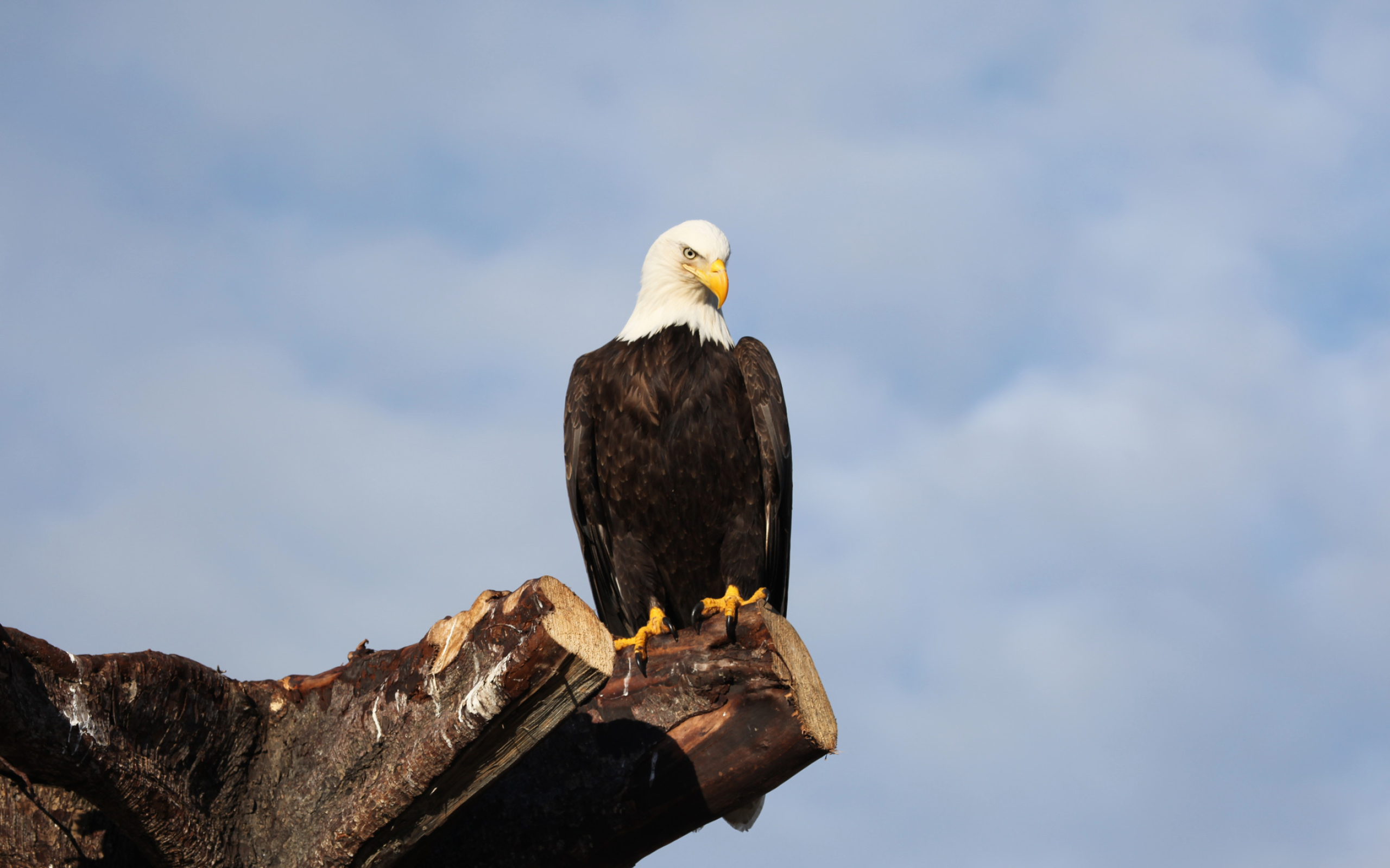 Bald, Eagle, Wallpaper, Animal, 2560x1600 HD Desktop