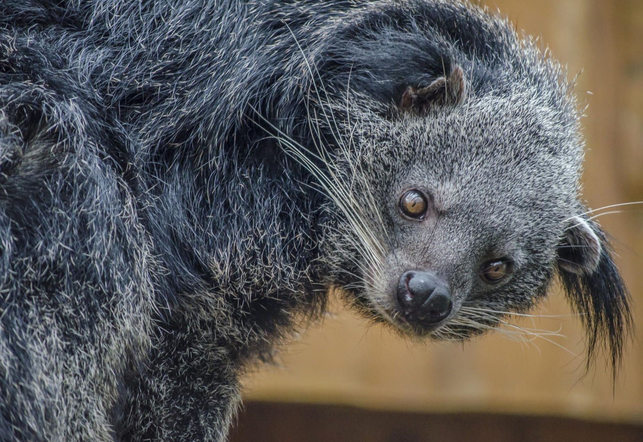 The Palawan, Binturong Wallpaper, 2050x1410 HD Desktop