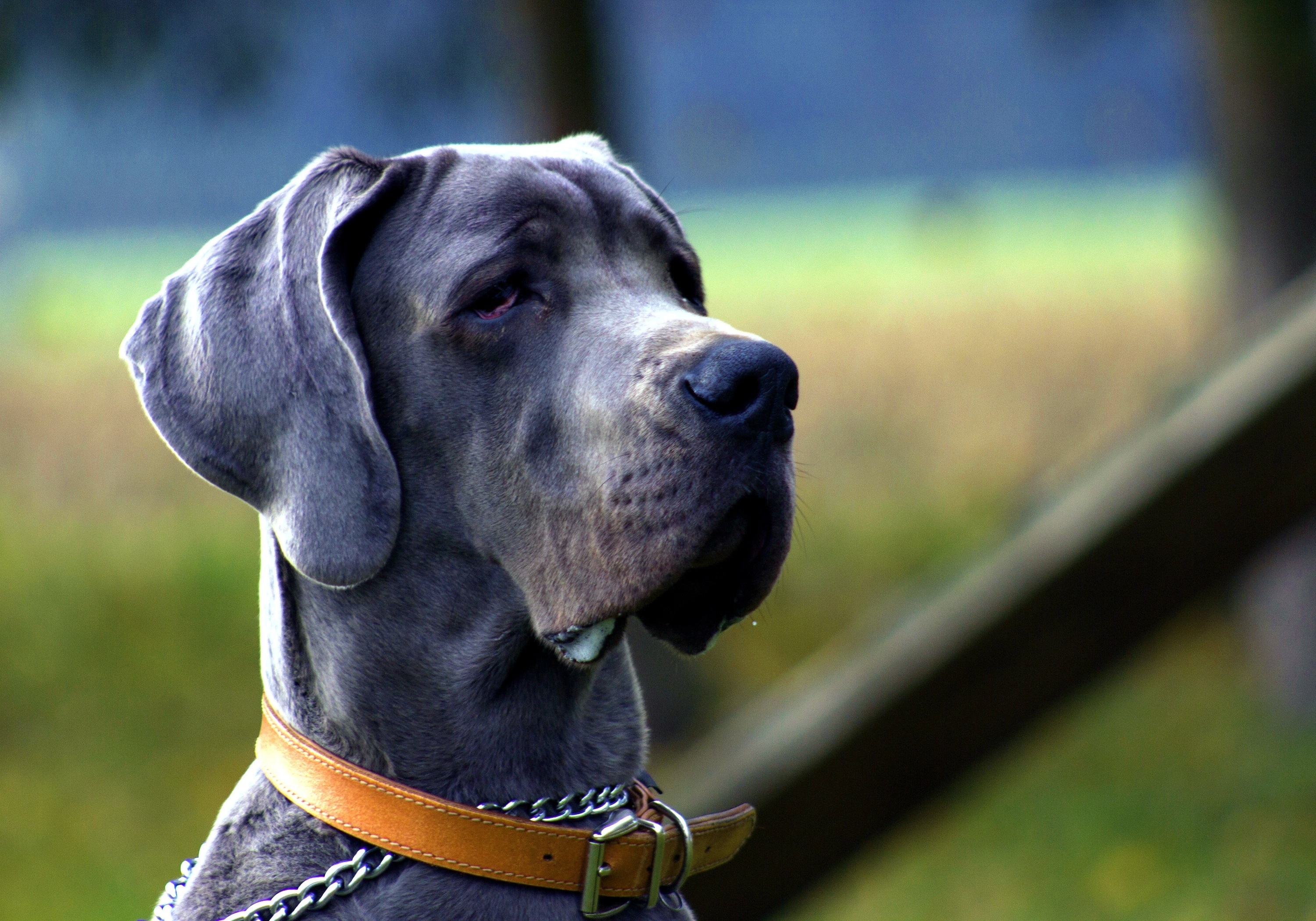 Black Great Dane, Free image, Stunning peak, Striking dog, 3000x2100 HD Desktop