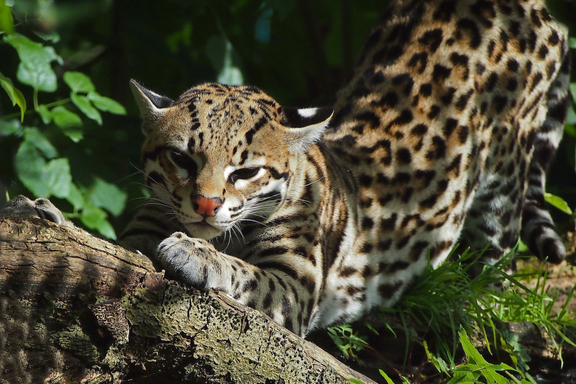 Ocelot, Beautiful wallpapers, Nature's marvel, Photographic perfection, 1920x1280 HD Desktop