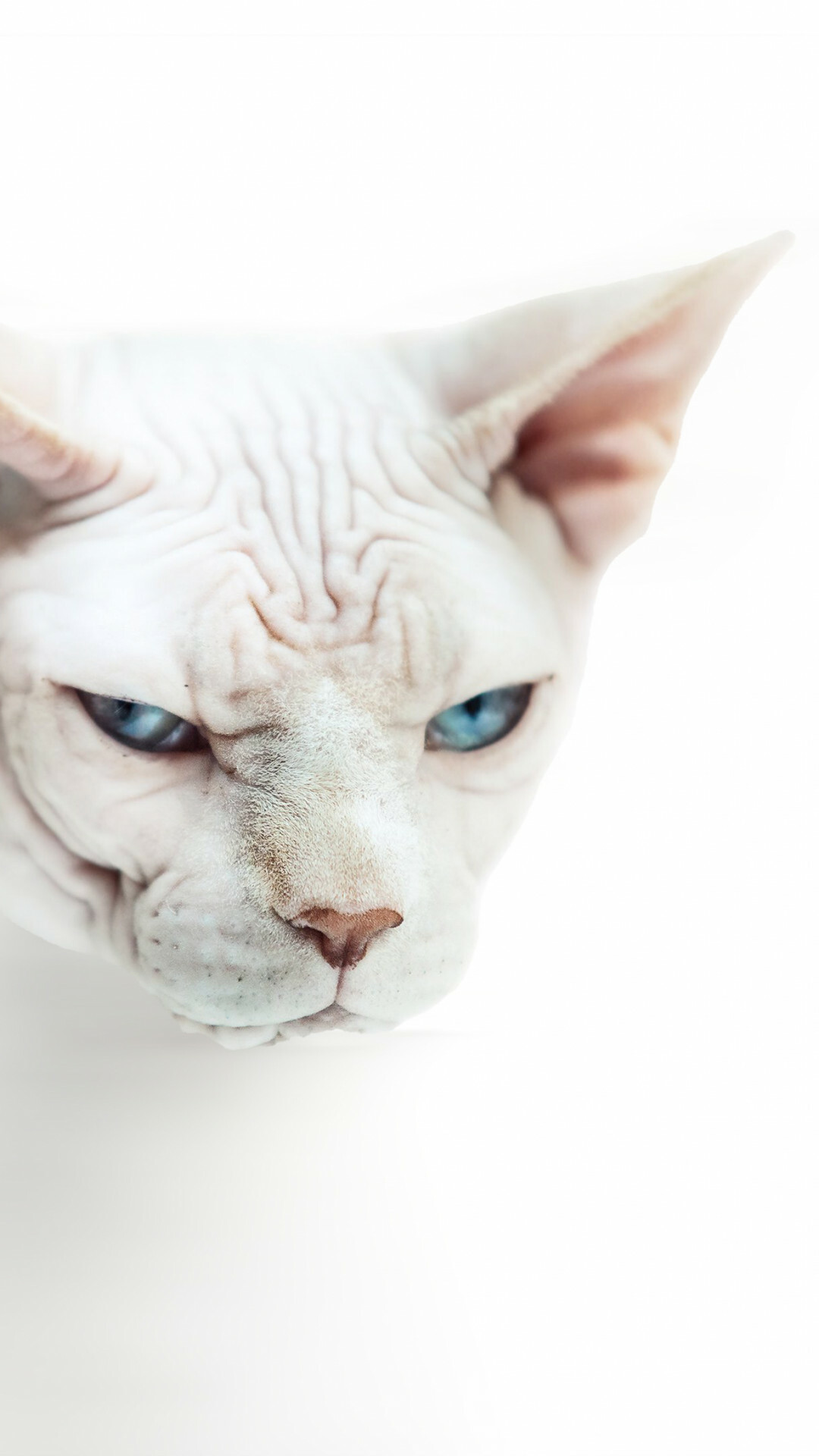 Sphynx Cat, Desktop HD wallpaper, Exquisite feline, Stunning visuals, 1080x1920 Full HD Phone