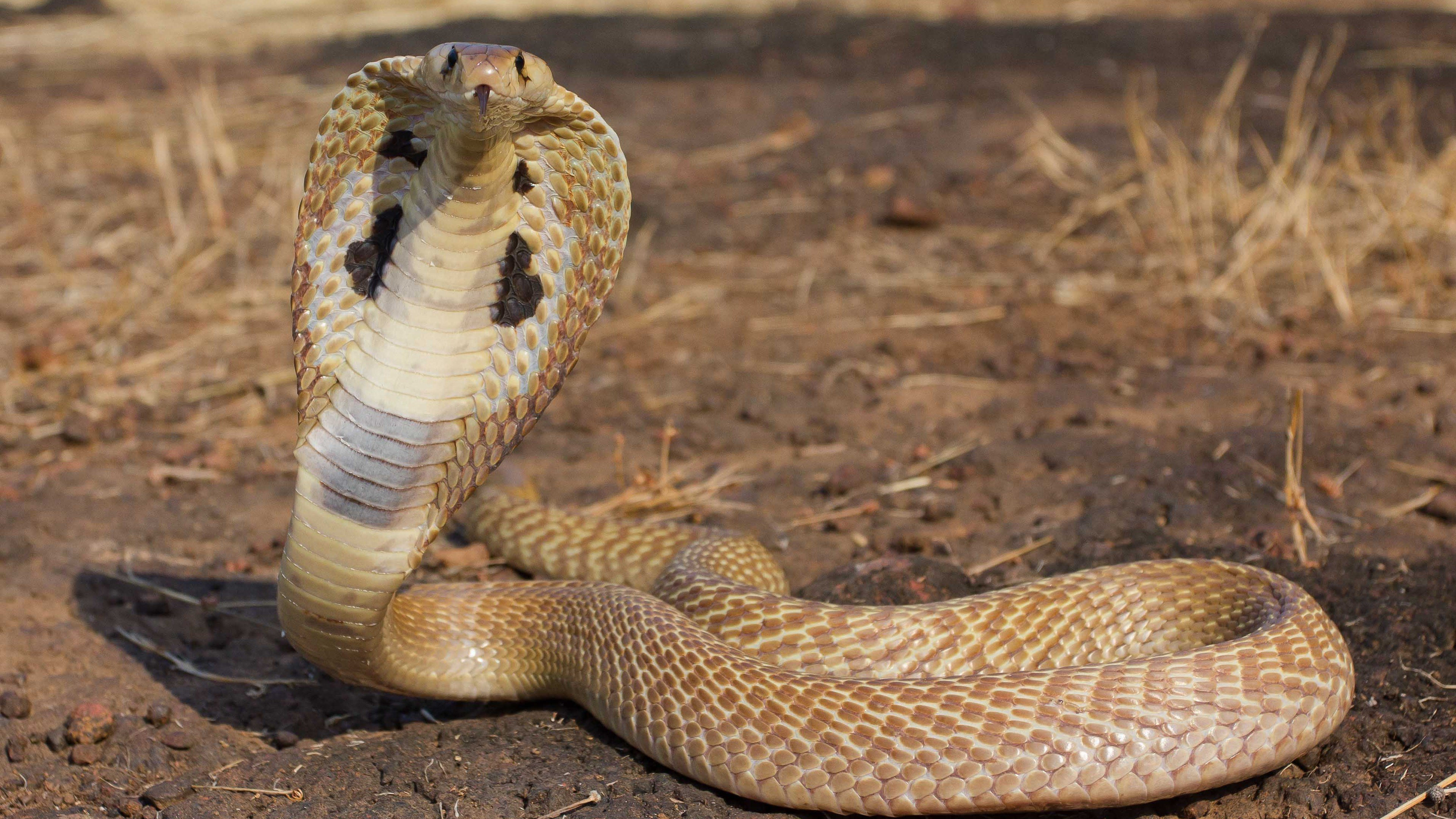 King Cobra, Widescreen wallpaper, Snake scales, Enigmatic creature, 3840x2160 4K Desktop