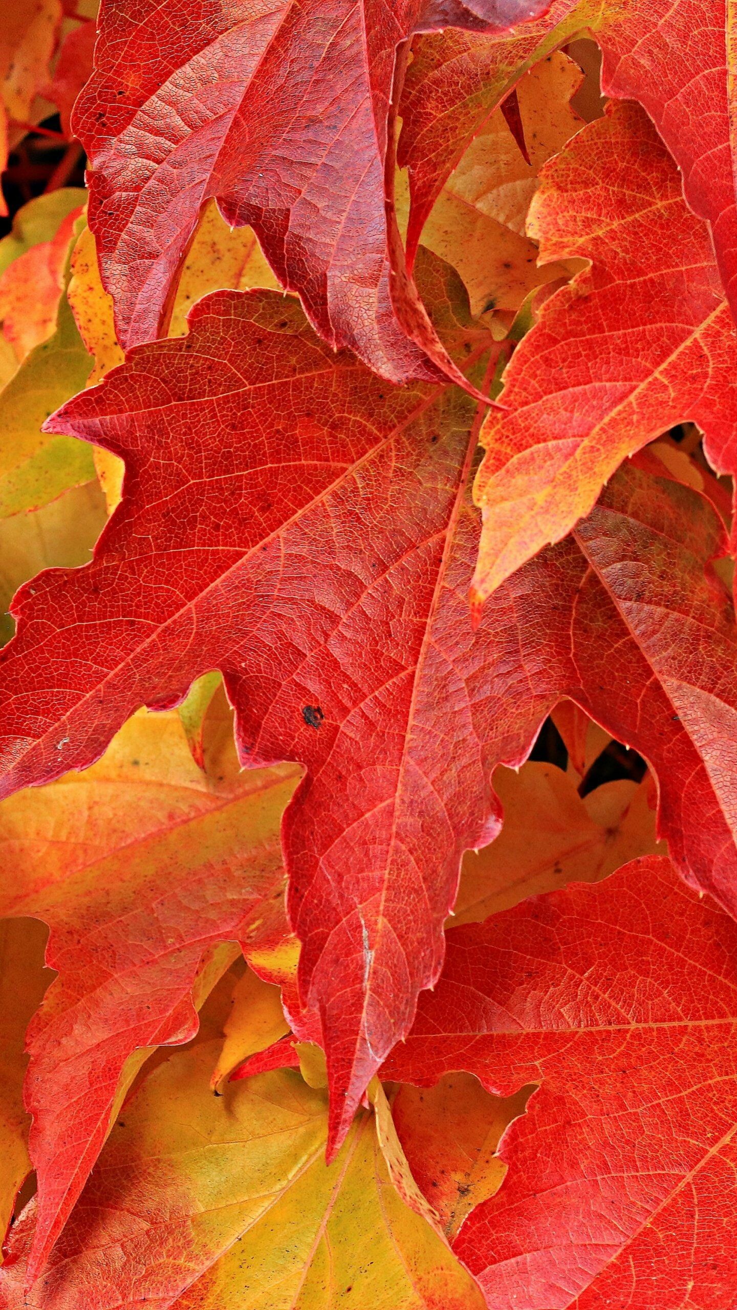 Maple leaves wallpapers, Autumn colors, Falling foliage, Maple tree, 1440x2560 HD Phone