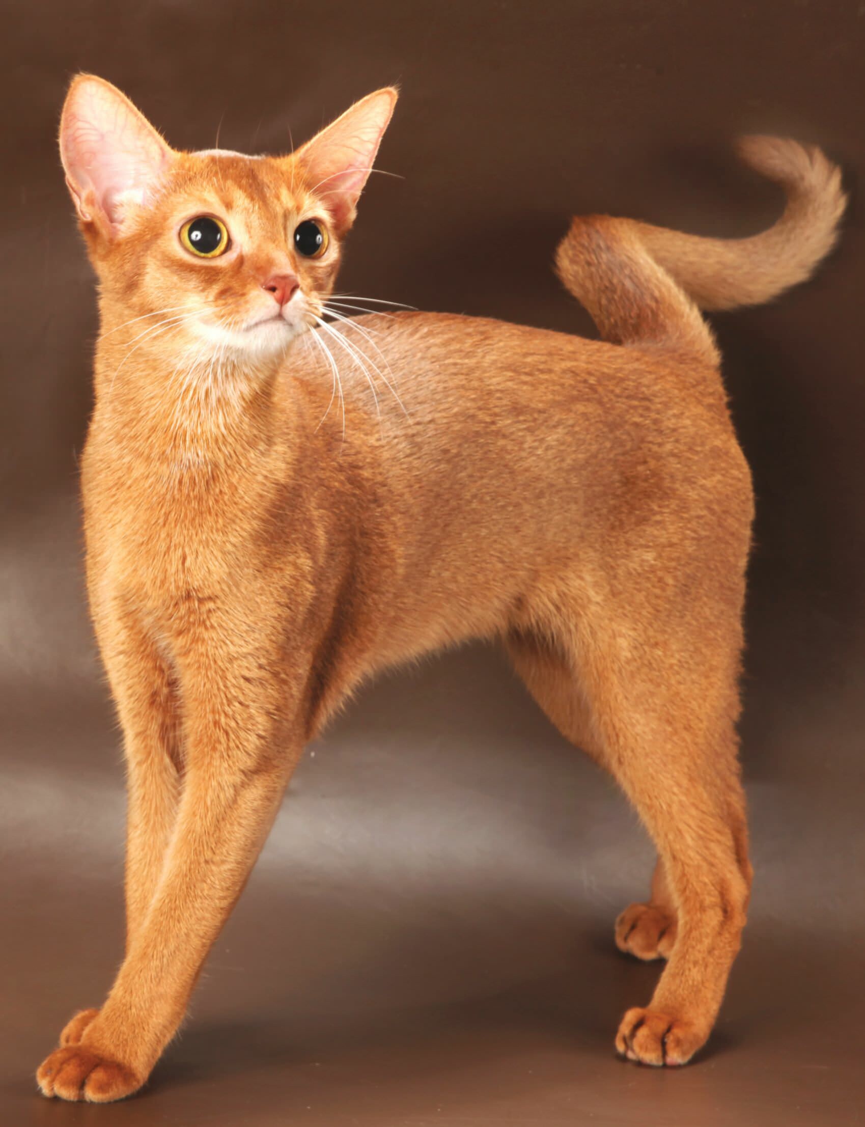 Abyssinian, Cat breed profile, Elegant beauty, Striking visual, 1700x2220 HD Phone