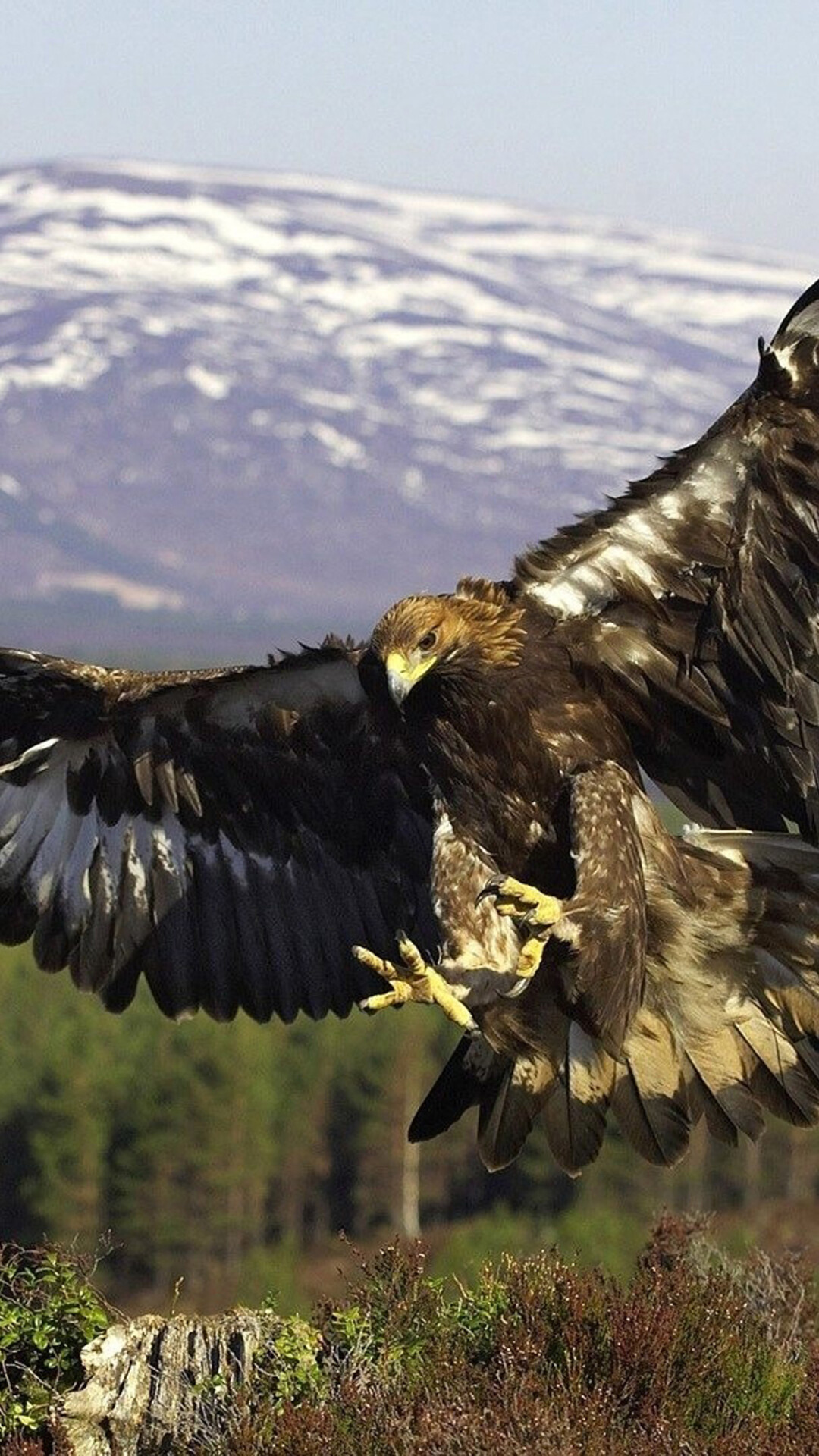 Golden eagle fascination, Regal bird of prey, Majestic beauty, Striking imagery, 1080x1920 Full HD Phone