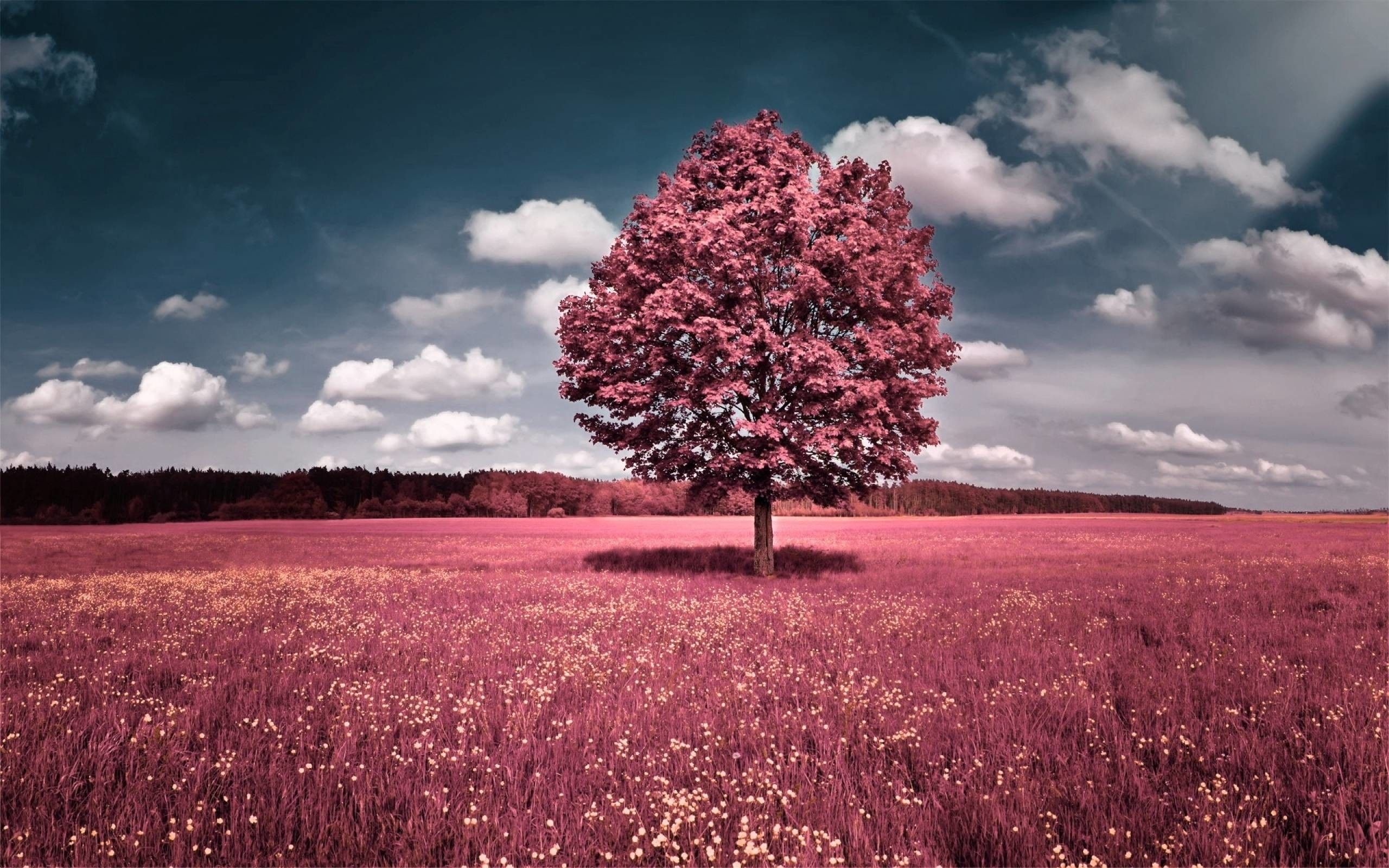 Lone pink foliage tree, Pink wildflower meadow, Cumulus cloud sky, HD Desktop wallpaper