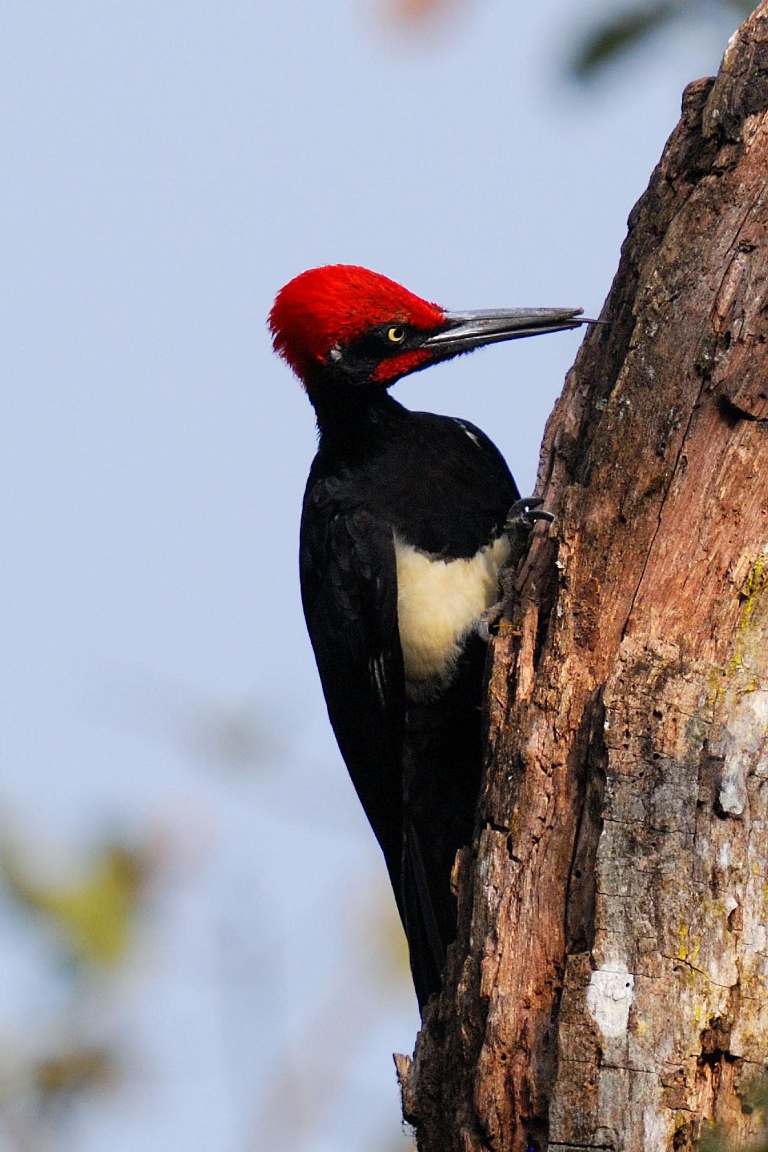 Tristram's, Woodpecker Wallpaper, 1500x2250 HD Phone