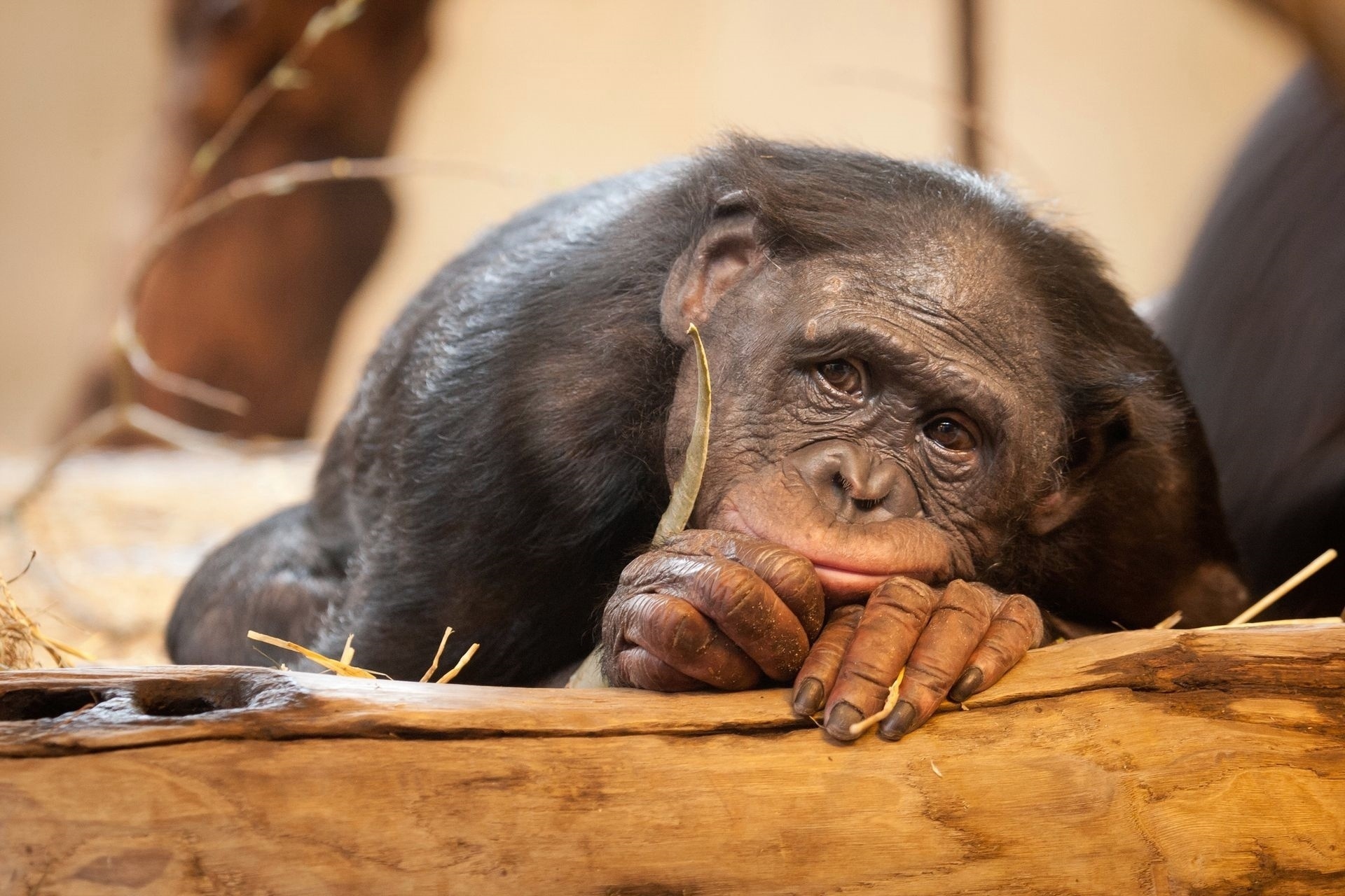 Bonobo close-up, Bonobo portrait, Primate communication, Expressive eyes, 1920x1280 HD Desktop