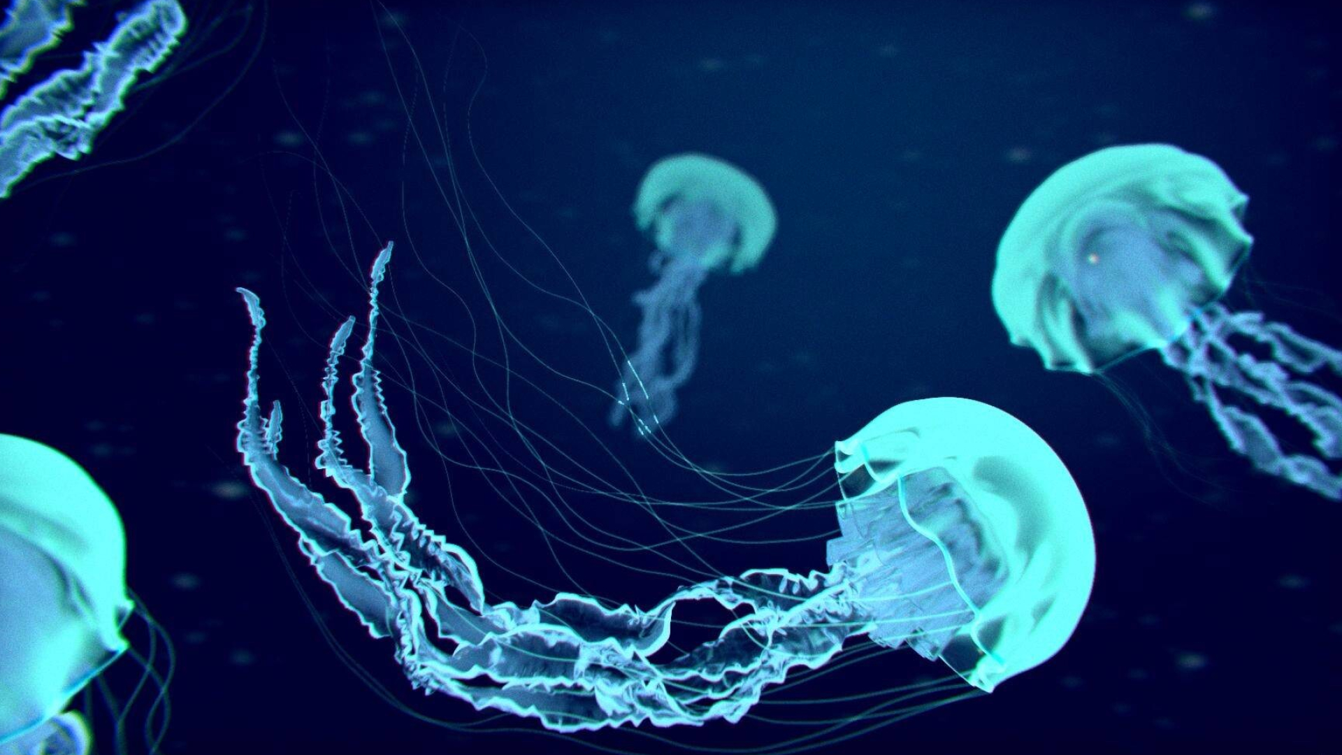 Jellyfish wallpaper, HD background, Aquatic beauty, Underwater scene, 1920x1080 Full HD Desktop