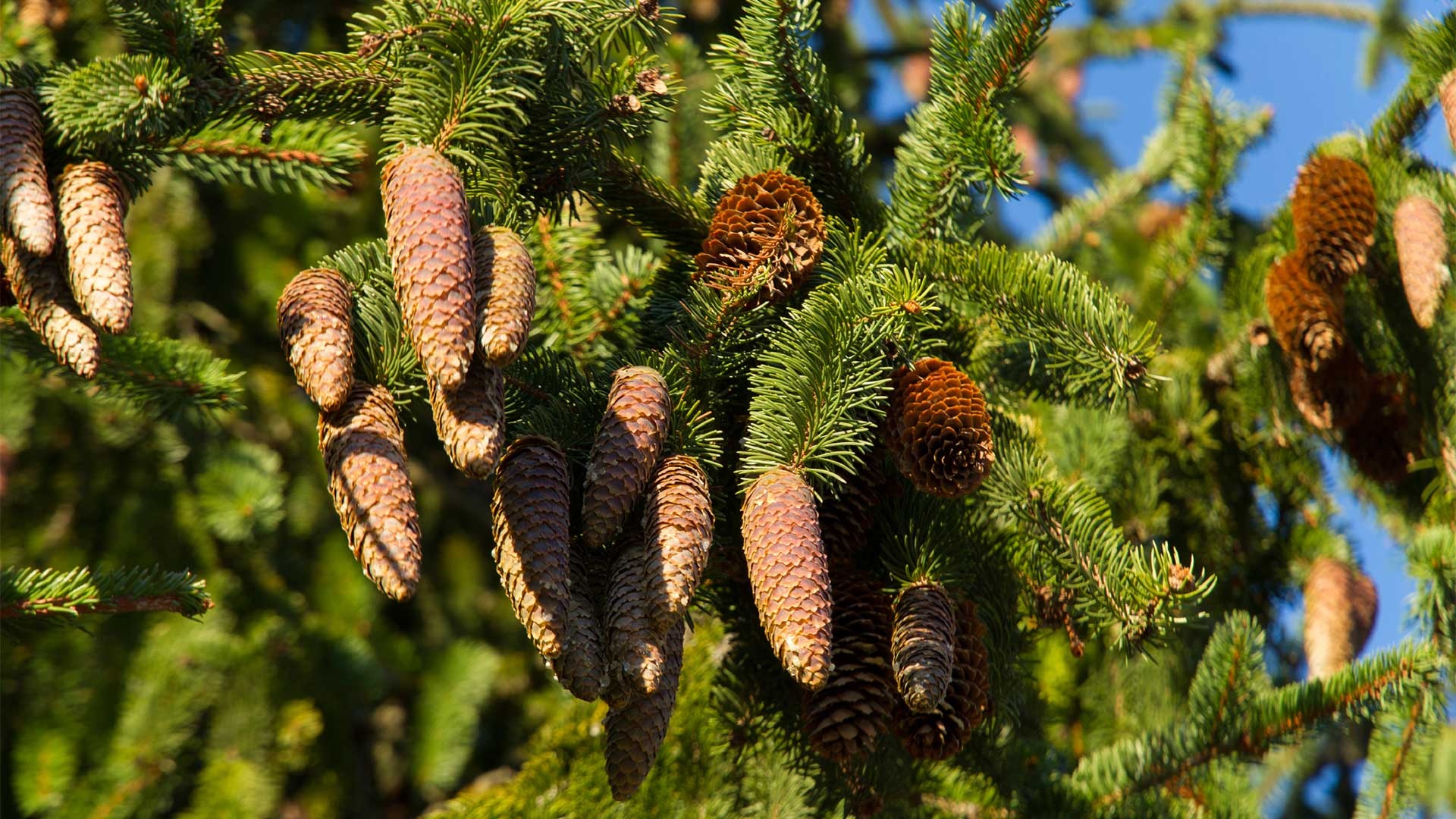Norway spruce uses, Versatile wood, Arboriculture importance, Environmental benefits, 1920x1080 Full HD Desktop