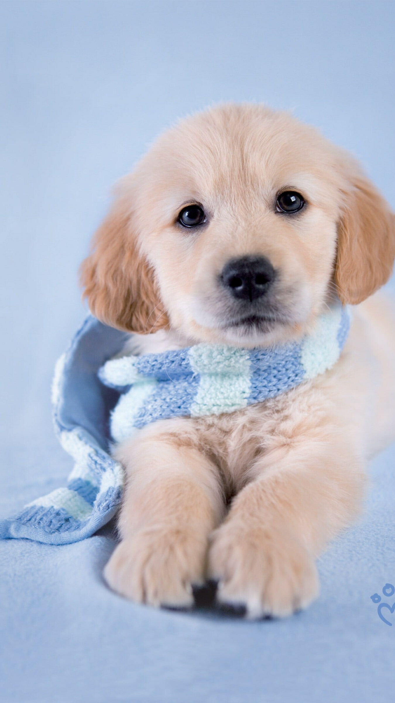 Dog, adorable golden retriever, playful canine, lovable, 1350x2400 HD Phone
