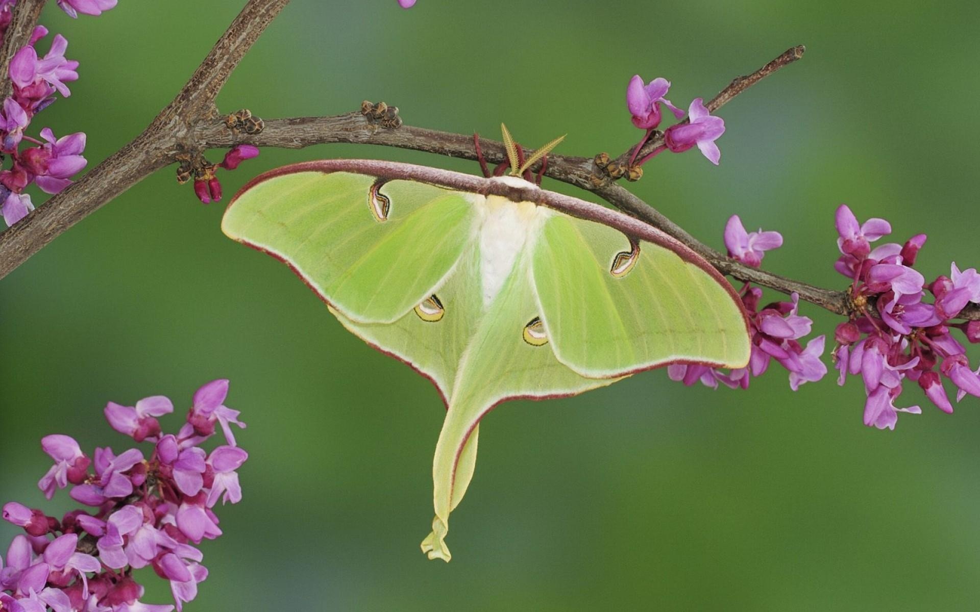 Luna moth wallpapers, Animal HQ, 4K wallpapers, 2019, 1920x1200 HD Desktop