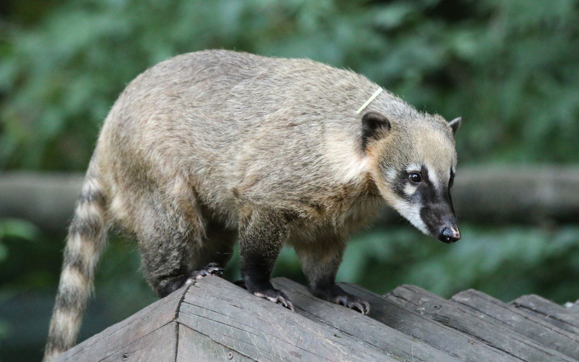 Coati, Phone desktop wallpapers, Pictures, Photos, 1920x1200 HD Desktop