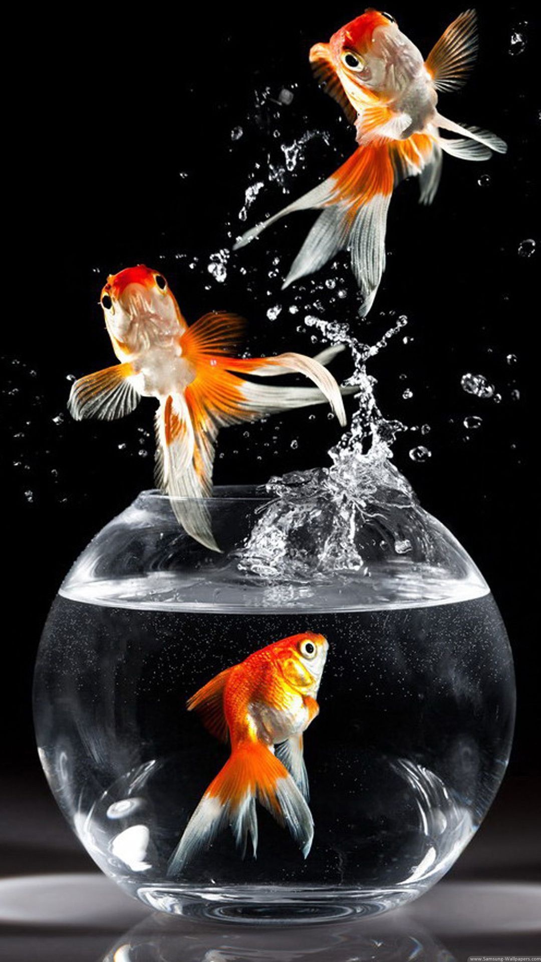 Aquarium, Goldfish Wallpaper, 1080x1920 Full HD Phone