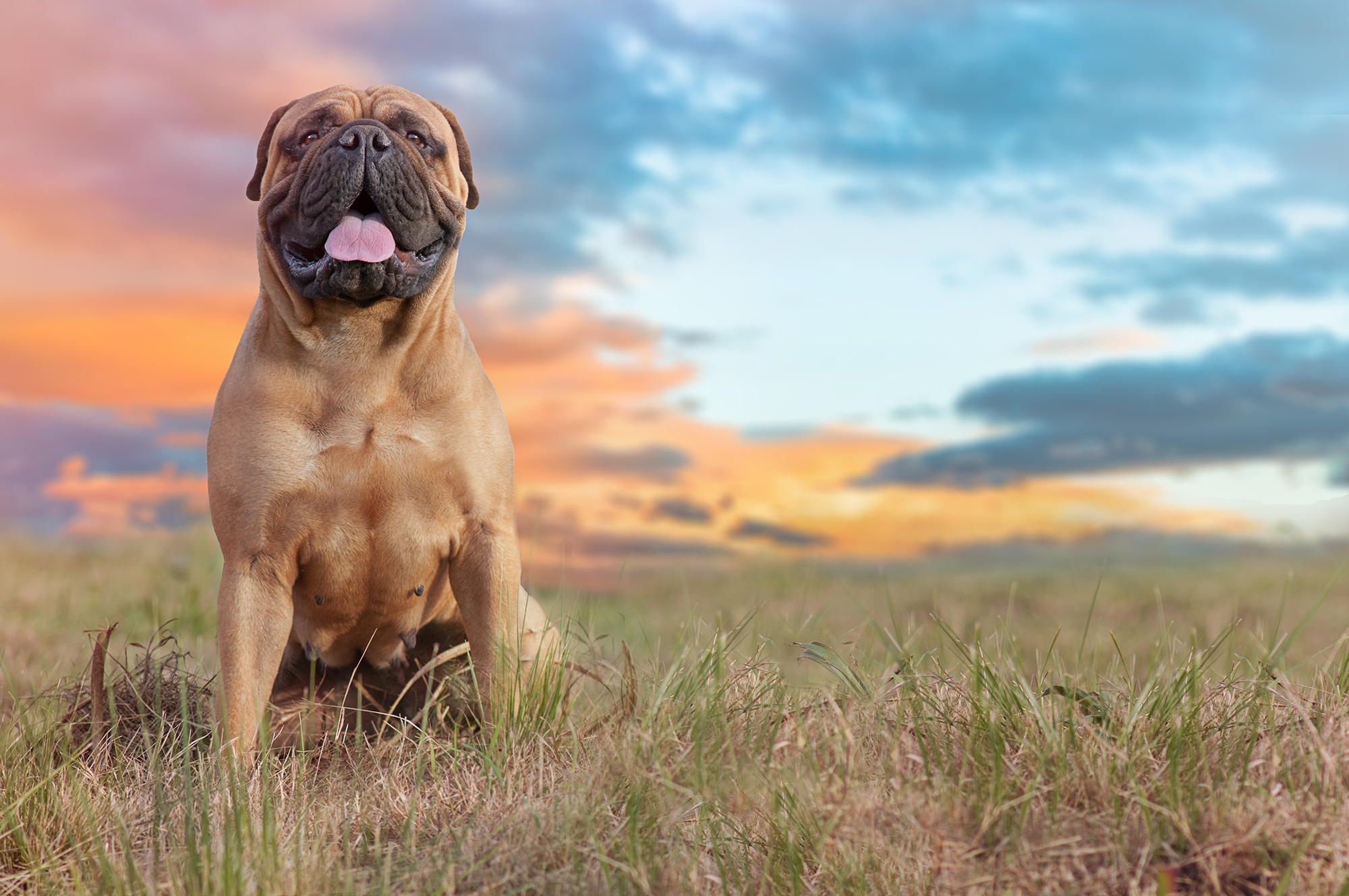Bullmastiff breed, Powerful protector, Trustworthy companion, Regal stance, 2000x1330 HD Desktop