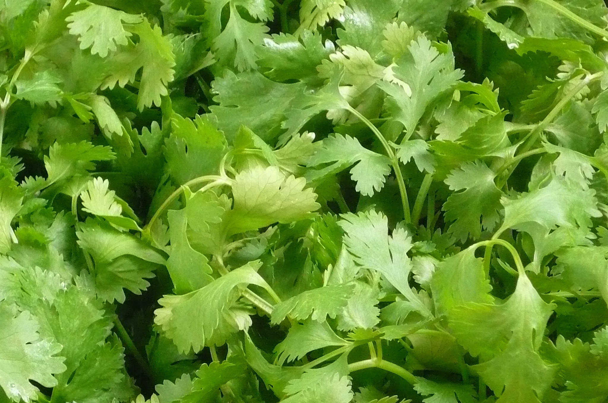 Cilantro recipes, Organic produce, Fresh ingredients, Delicious meals, 2050x1360 HD Desktop