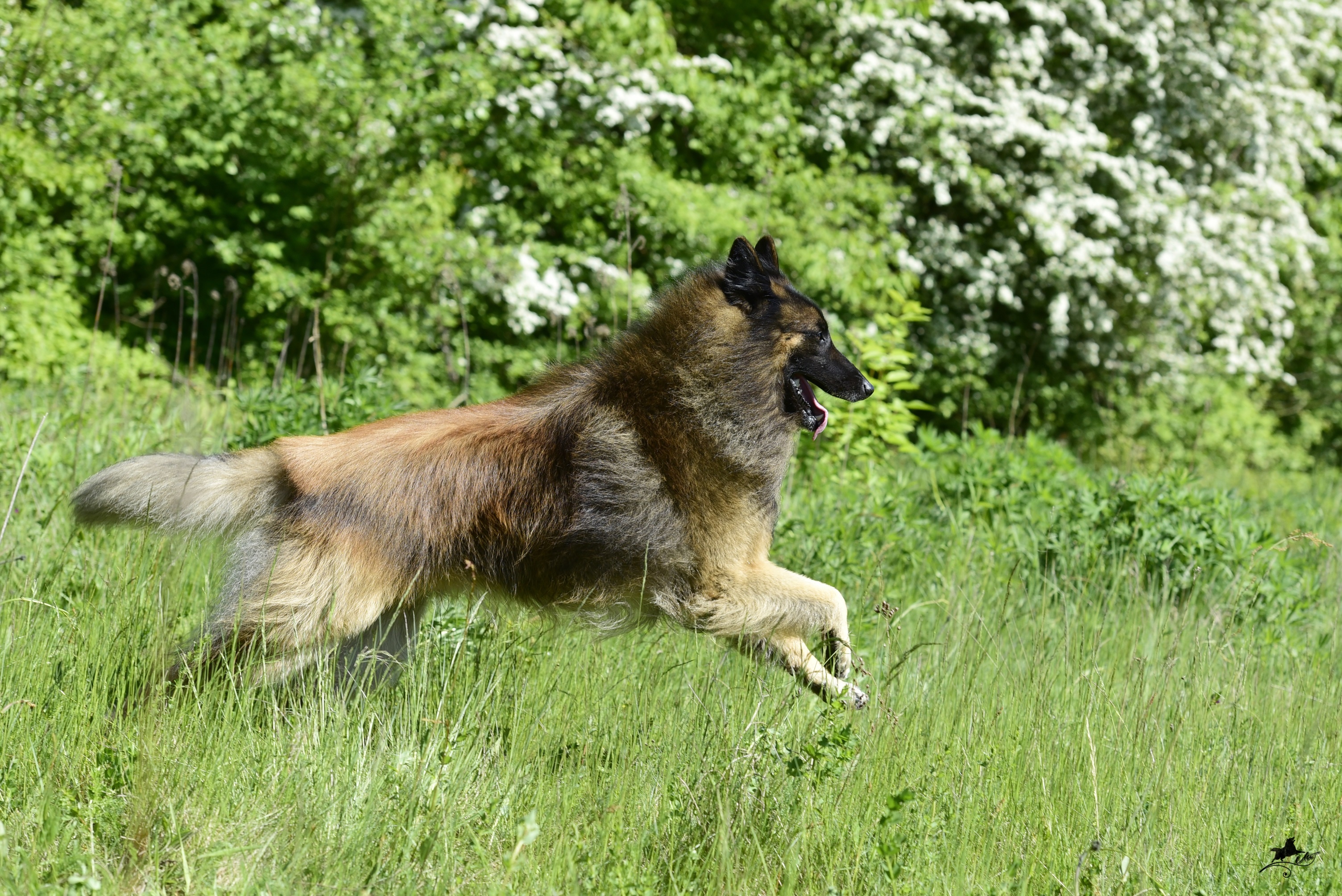 Running, Belgian Tervuren Wallpaper, 3010x2010 HD Desktop