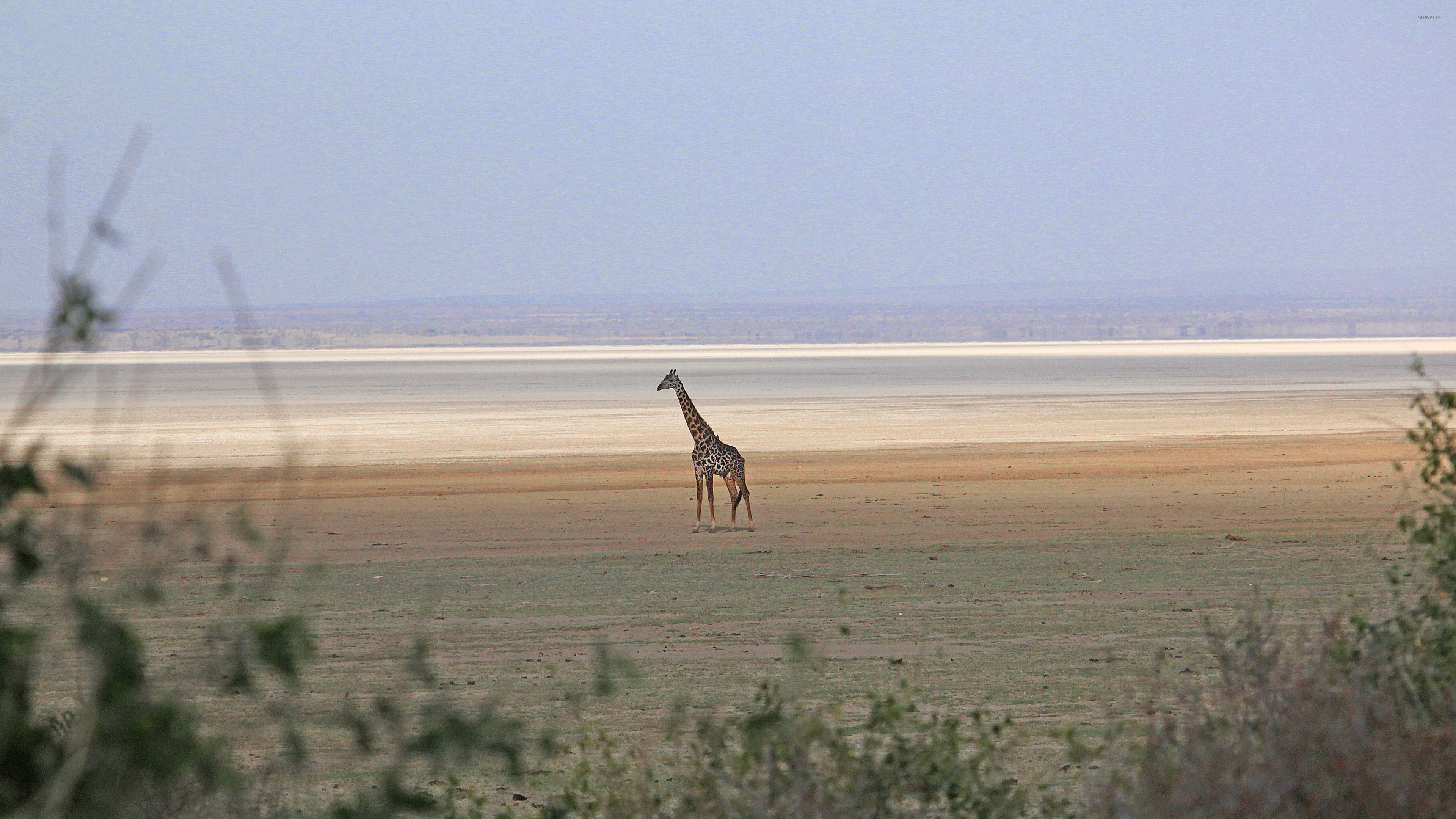 Striking giraffe close-up, Animal wallpaper masterpiece, Subtle silhouette, Mesmerizing, 3840x2160 4K Desktop