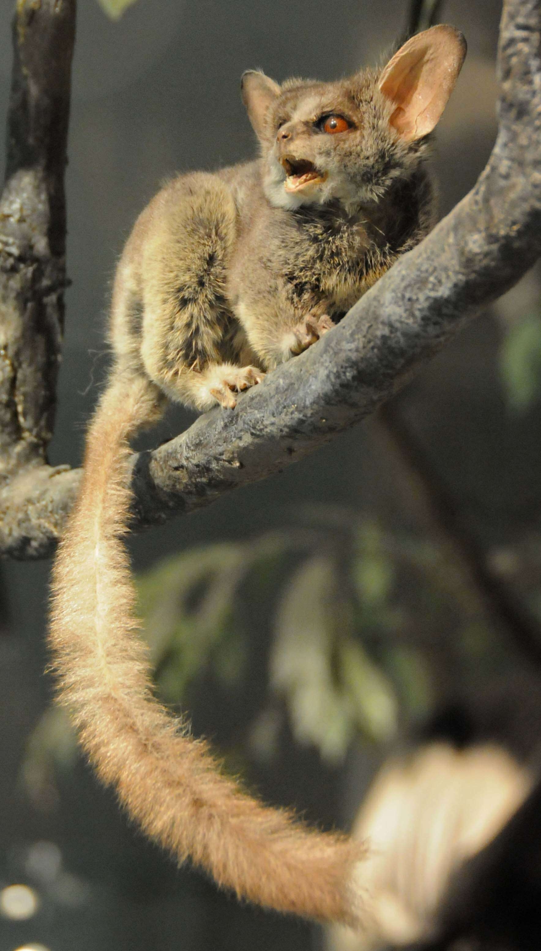 Bush Baby (Galago), Senegal bushbaby, Small primate, Encyclopedia of life, 1770x3110 HD Phone