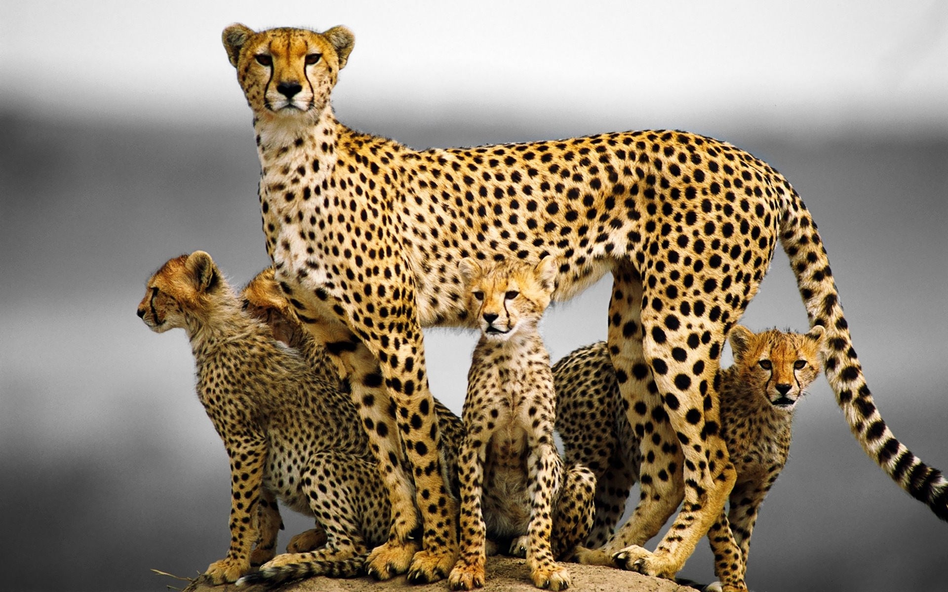 Family, Cheetah Wallpaper, 1920x1200 HD Desktop