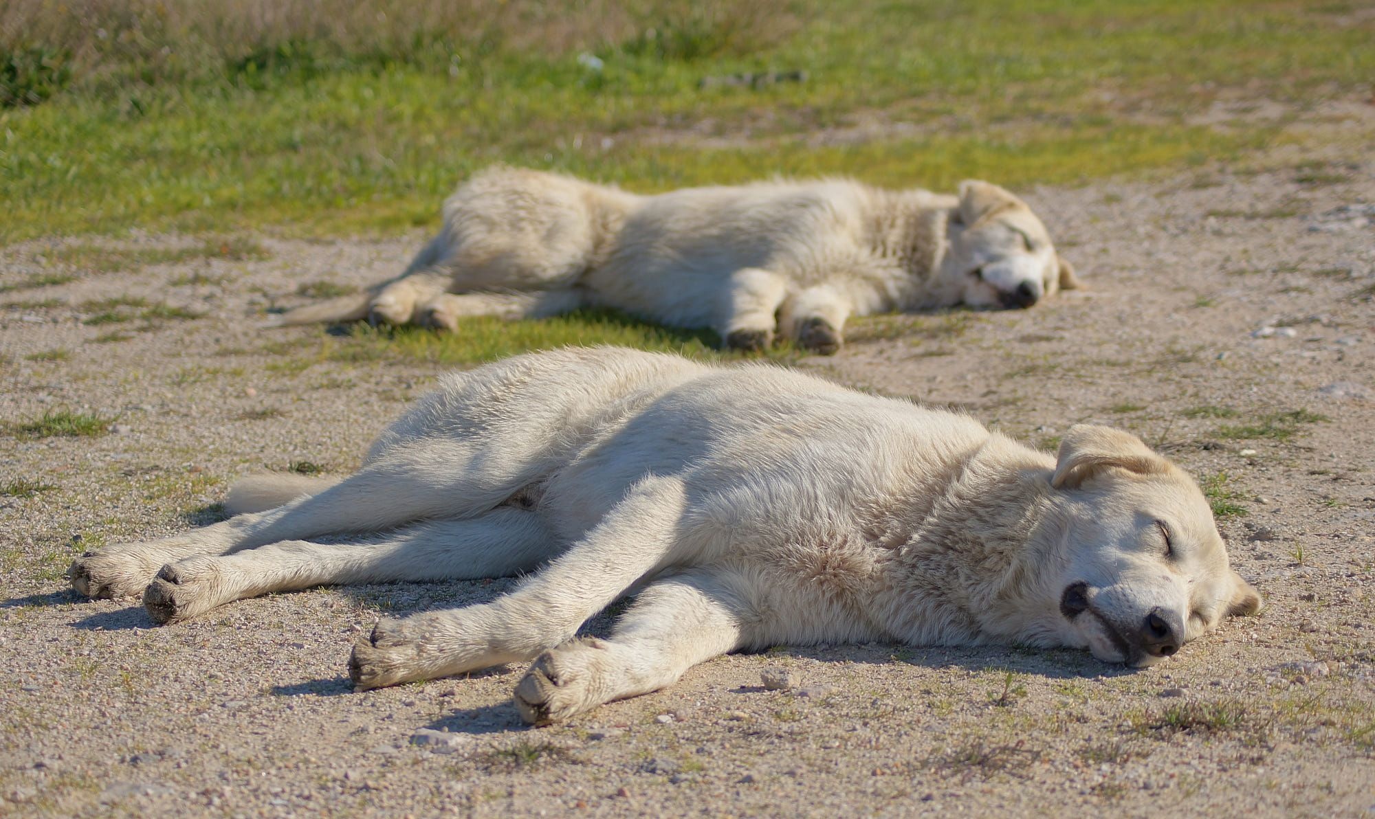 Akbash Dog, Livestock guardian, Herdenschutzhund, Akbash ideas, 2000x1200 HD Desktop