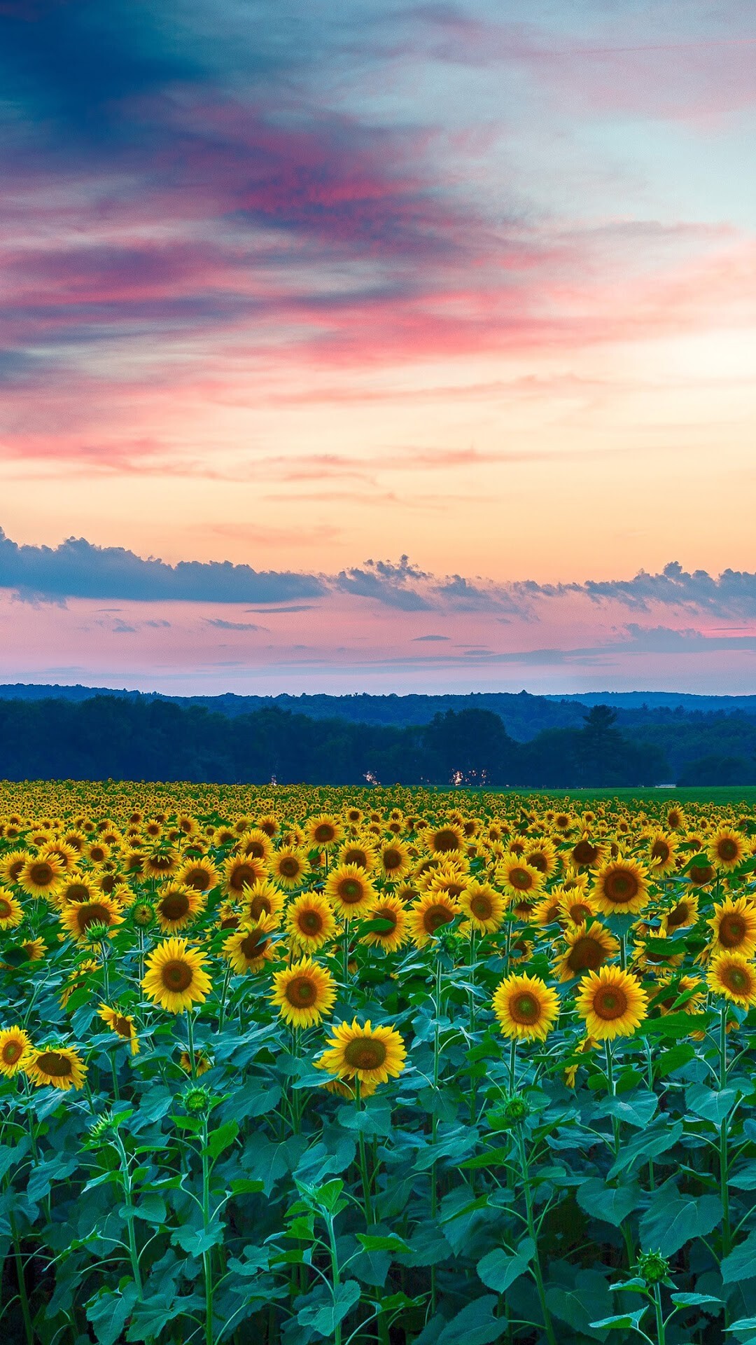 Sunflowers Field, Sunflowers Wallpaper, 1080x1920 Full HD Phone