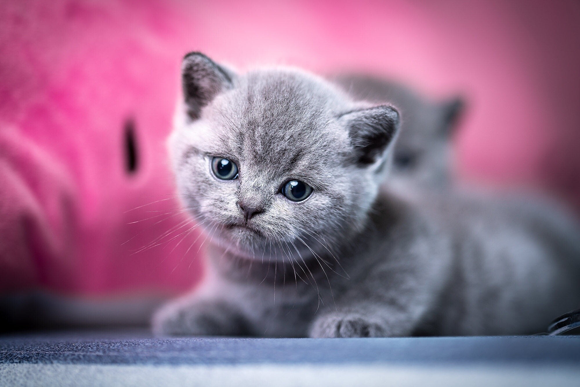 Beautiful kitten wallpapers, Captivating animal charm, Mocah HD cuteness, Precious furriness, 2000x1340 HD Desktop