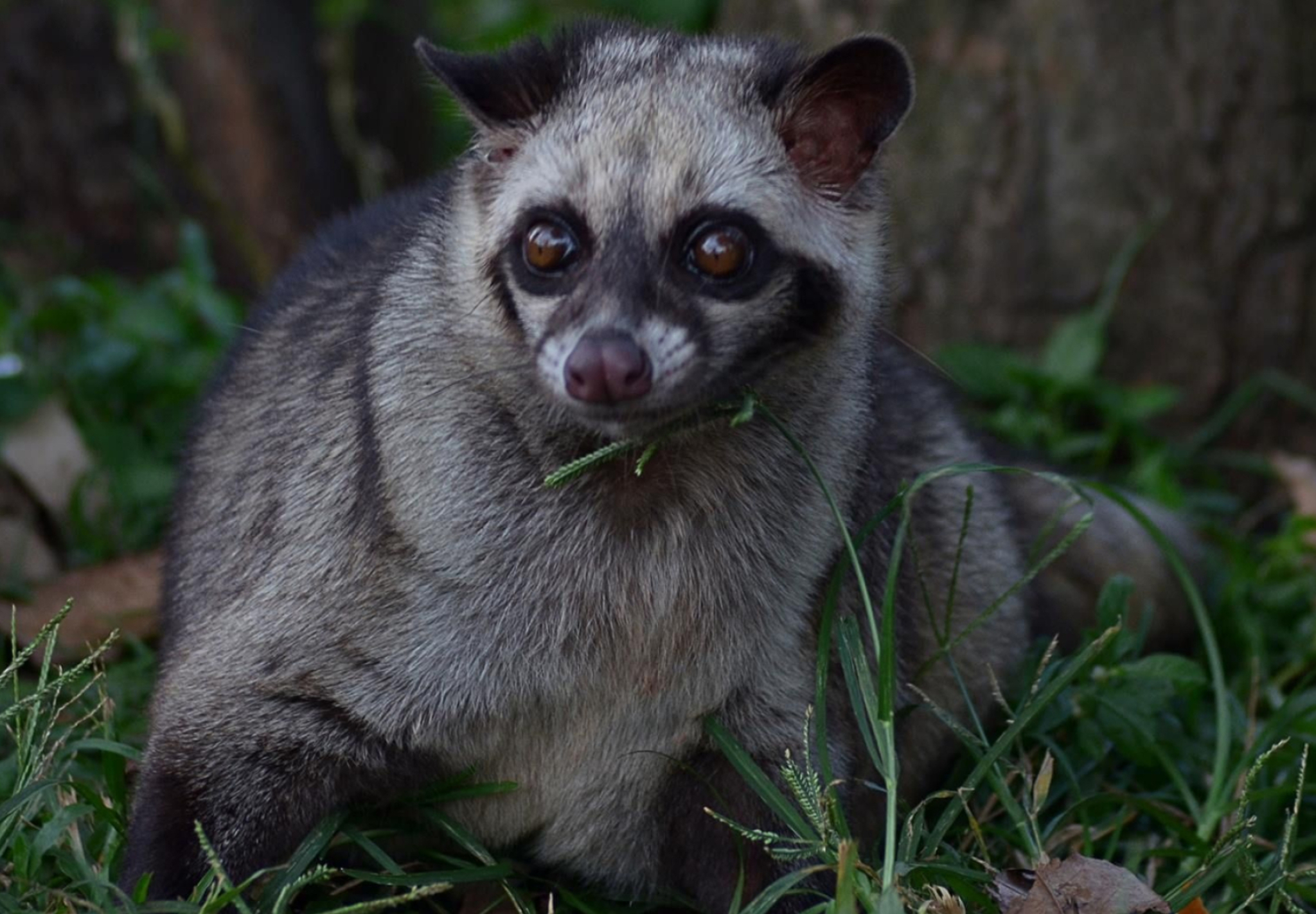 Asian Palm Civet, 42 musang ideas, Wild animals, Mammals, 2050x1430 HD Desktop