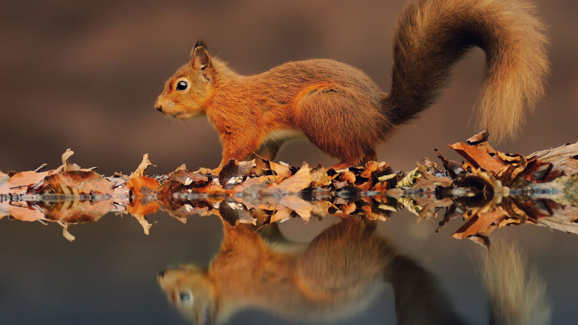 Squirrel, Reflection in water, Peaceful image, Serene beauty, 1920x1080 Full HD Desktop