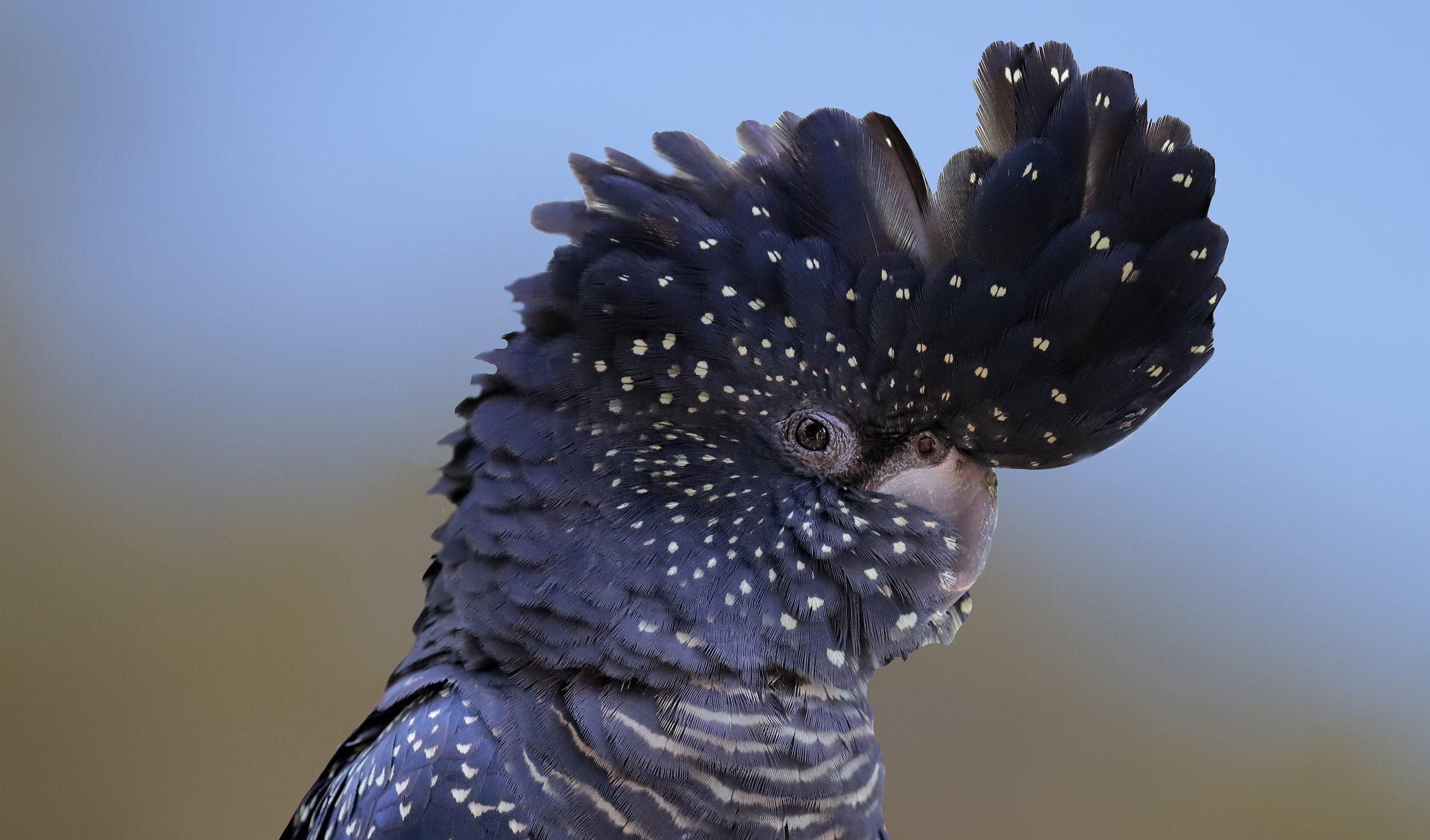 Cockatoo, Animals, New Subspecies, Red Tailed Black, 2500x1470 HD Desktop