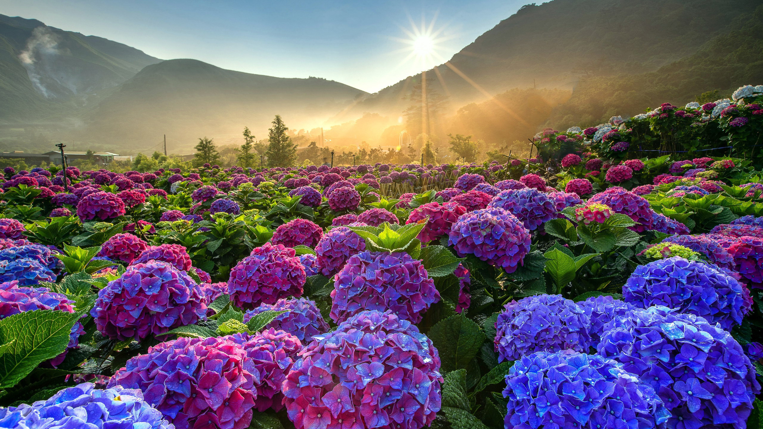 Hydrangea Field, Hydrangea Wallpaper, 2560x1440 HD Desktop