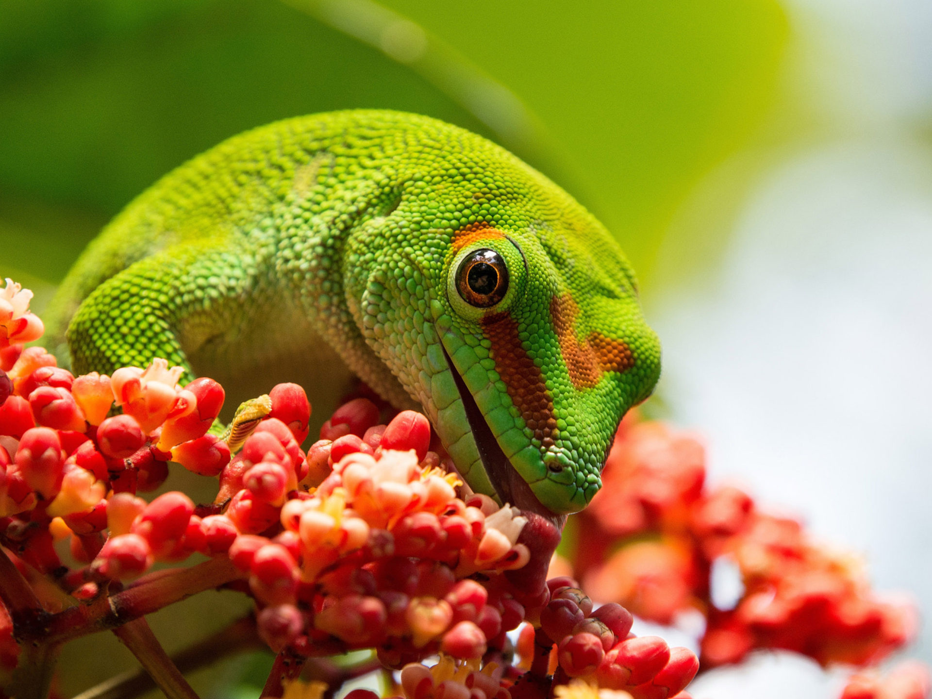 Gecko, Phelsuma grandis, Madagascar's treasure, Stunning lizard, 1920x1440 HD Desktop