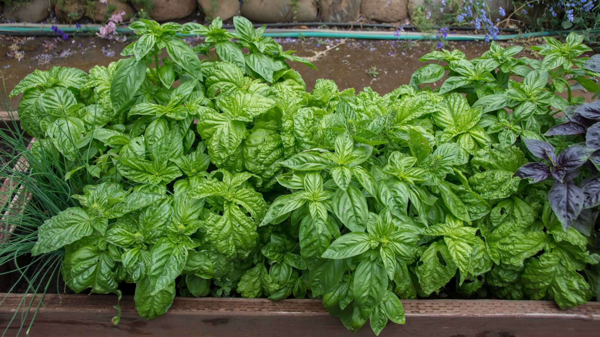 Grow basil, Growing basil, Basil plant, Food, 2500x1410 HD Desktop