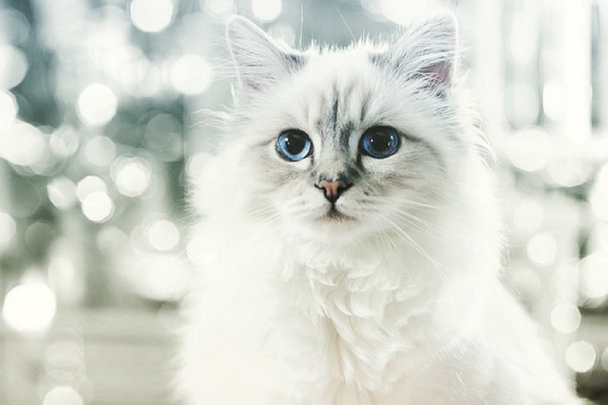 Choupette Lagerfeld, Made 4 million, 2014, 2000x1340 HD Desktop