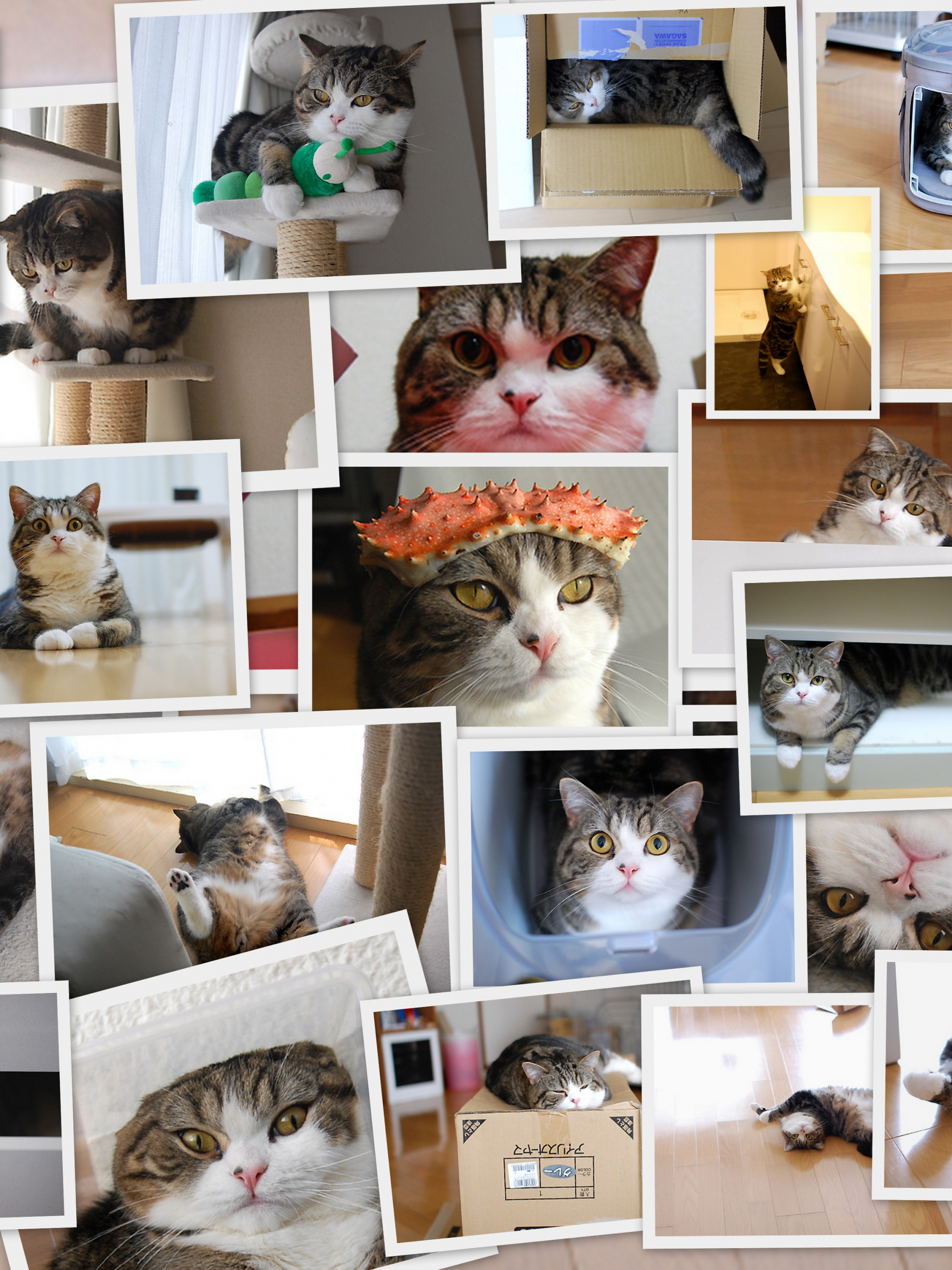 Maru the cat, Crab hat action, Desktop and mobile wallpaper, Maru wallpapers, 2050x2740 HD Phone