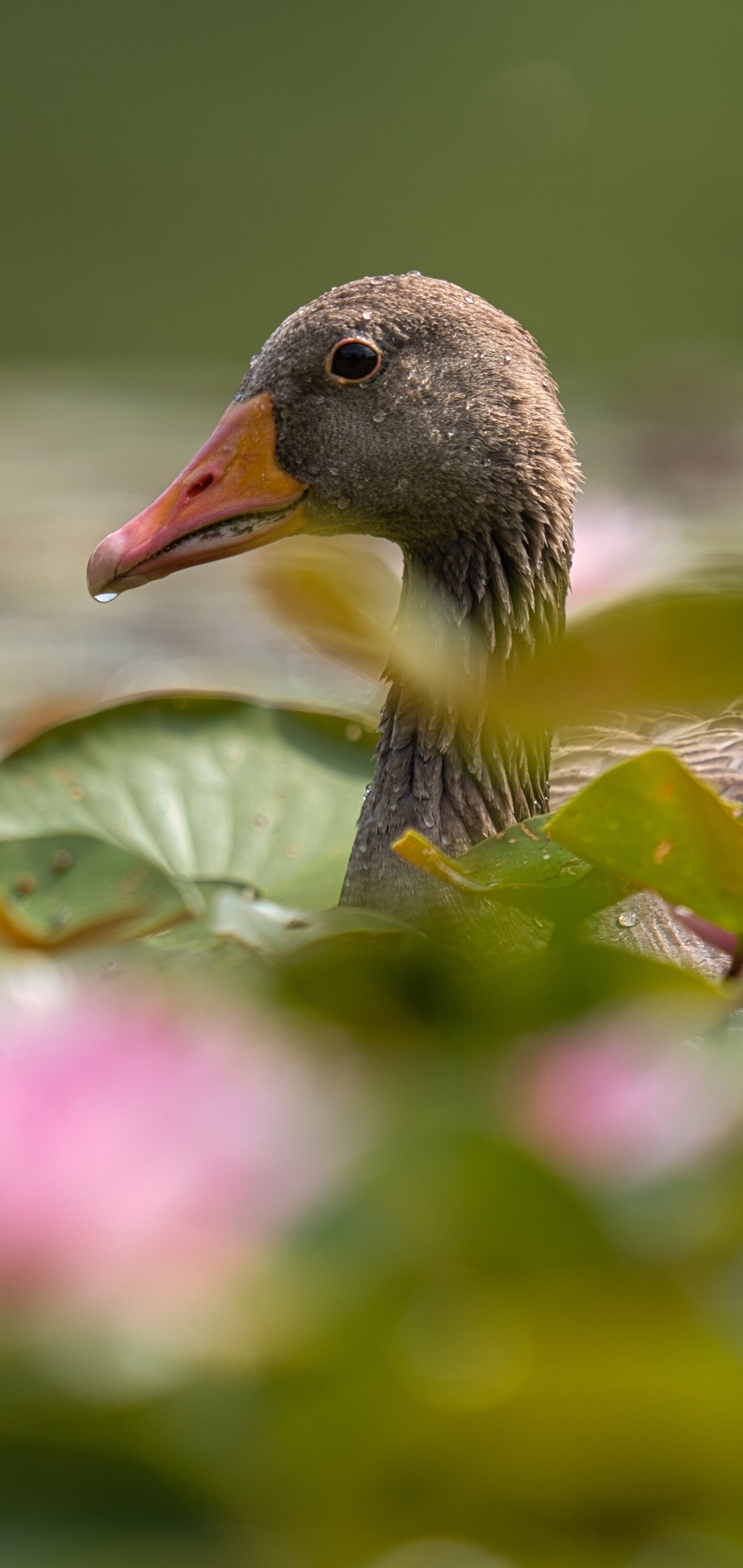 Captivating animal, Feathered wonder, Beautiful goose, Natural splendor, 1440x3040 HD Phone