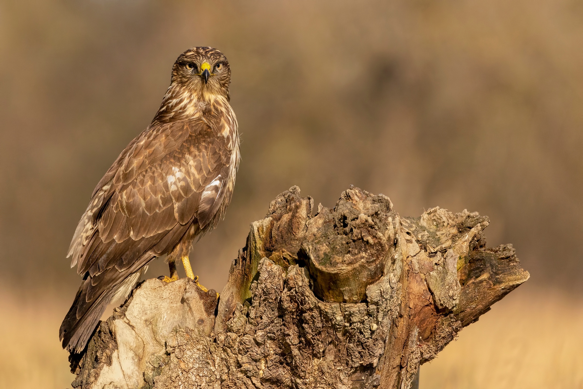 Buzzard (Animal), Striking wallpapers, Beautiful buzzard, Bird's grace, 2400x1600 HD Desktop