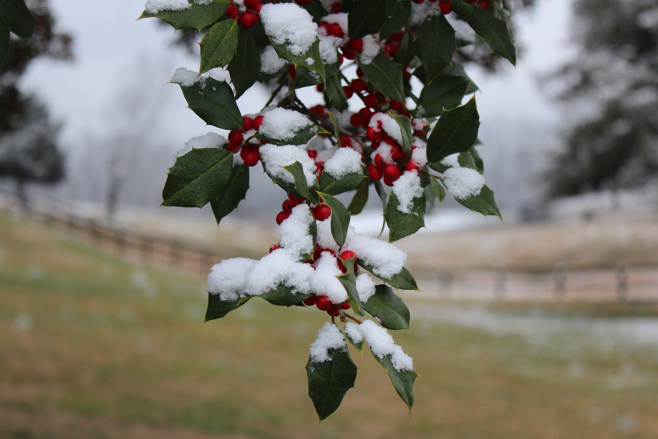 Holly Tree, Sherwood farm, Nature's haven, Tranquil retreat, 2500x1670 HD Desktop