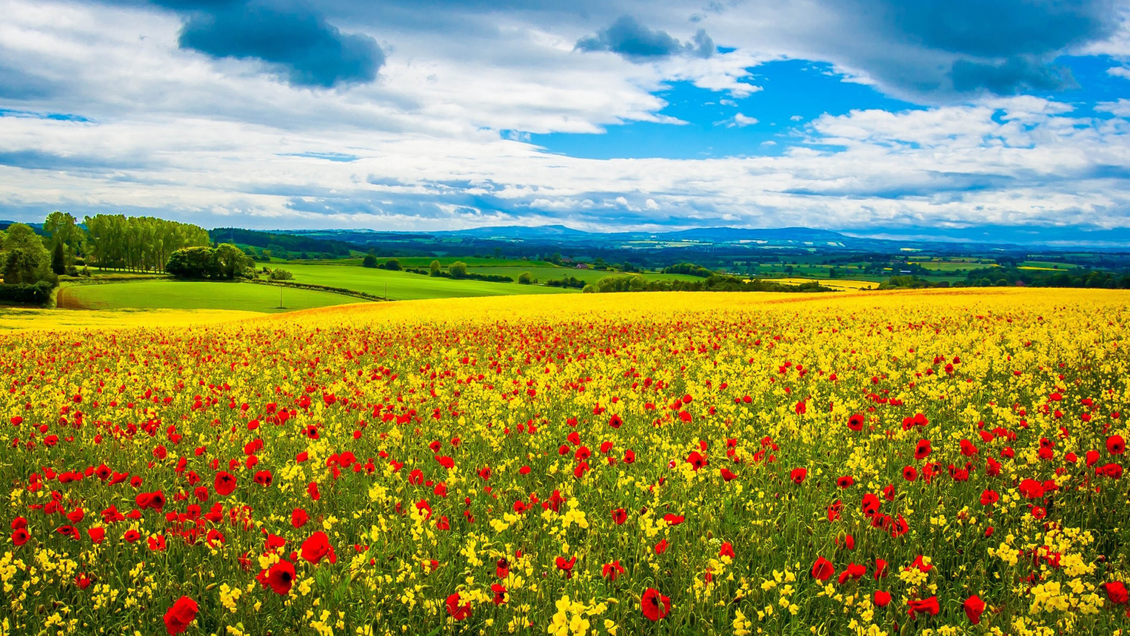 Wildflower field, Spring beauty, 3840x2160 4K Desktop