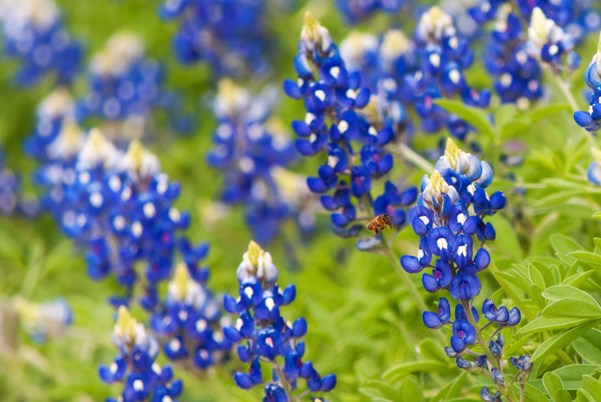 Texas bluebonnet flowers, flying honeybee, green wildflower foliage, HD Desktop wallpaper