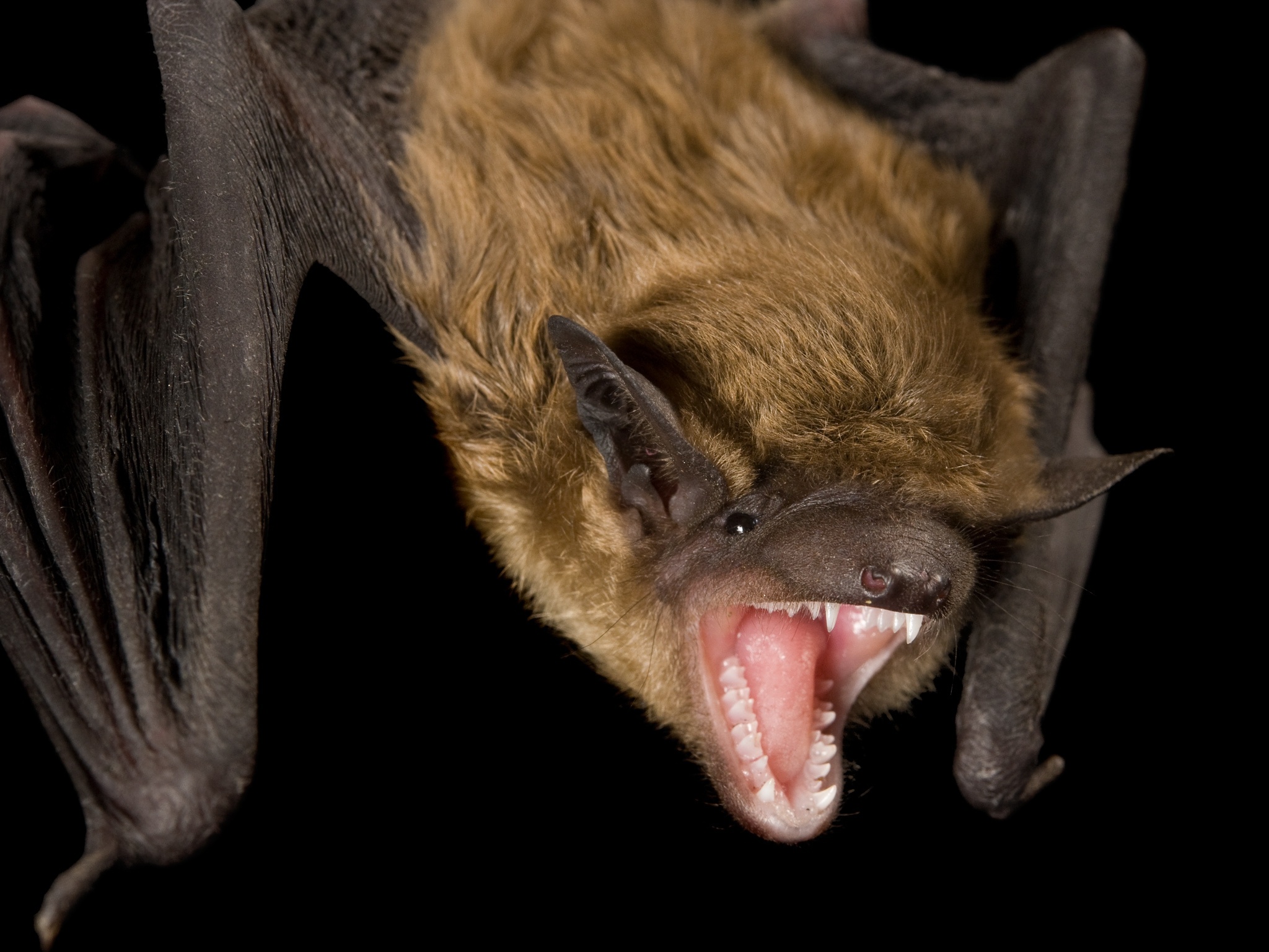 Evening bat, Bats Wallpaper, 2050x1540 HD Desktop