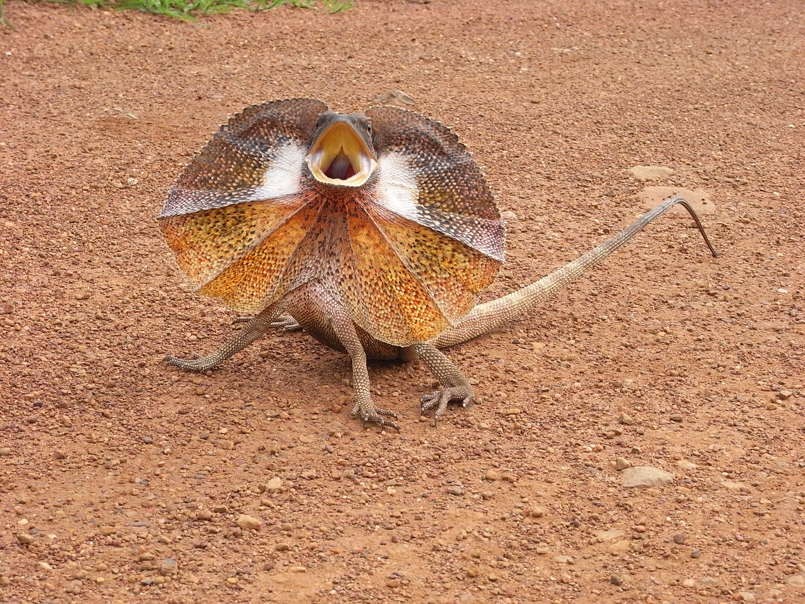 Free photo of frill-necked lizard, Australian dragon, Dry habitat, Mesmerizing creature, 2600x1950 HD Desktop