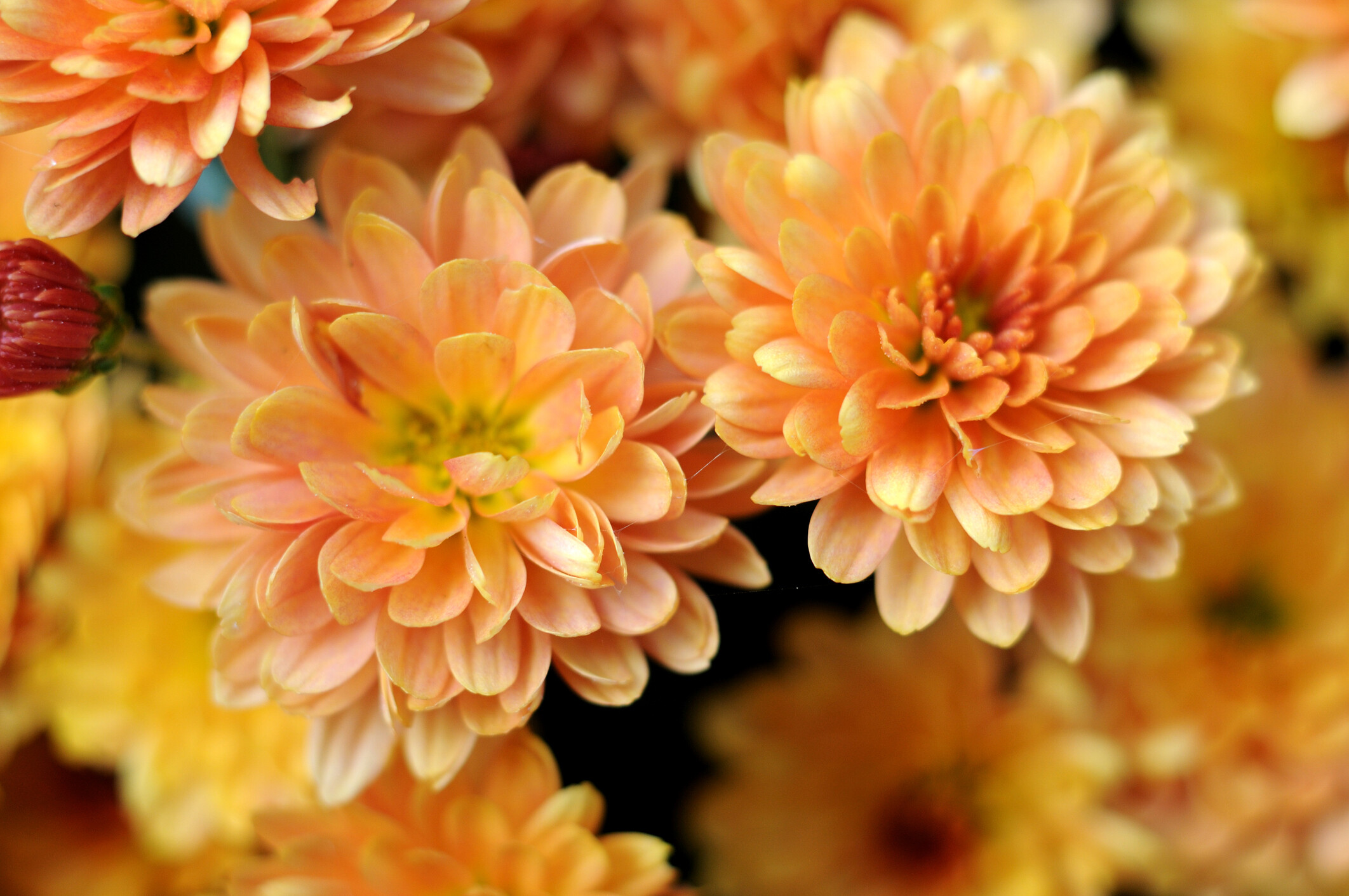 Versatile chrysanthemums, Nature's wonder, Vibrant garden display, Charming floral varieties, 2130x1420 HD Desktop