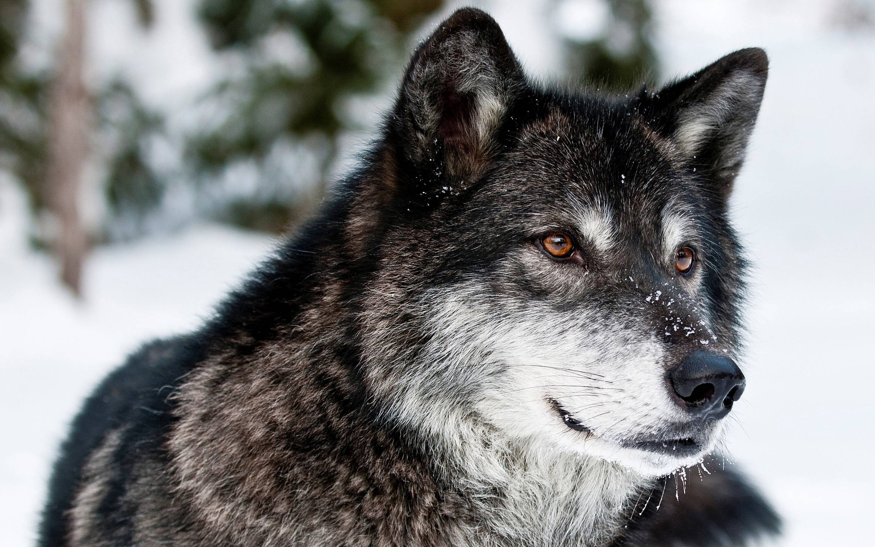 Gray Wolf, Gray wolf wallpapers, 2880x1800 HD Desktop